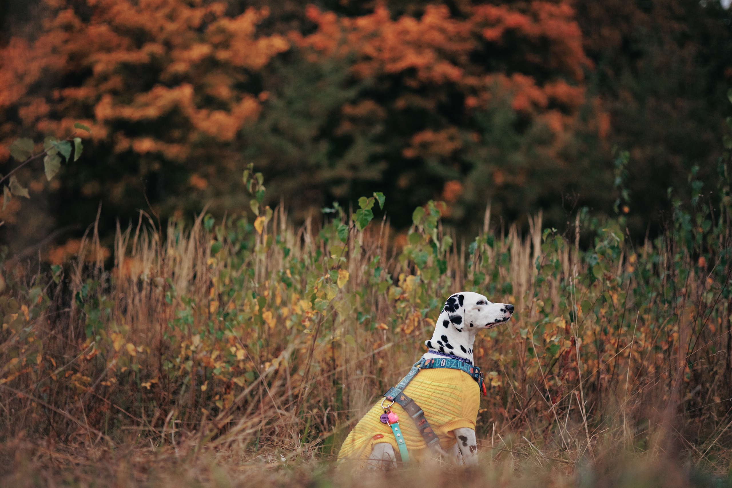 Съемка с собакой. Анастасия Белаш