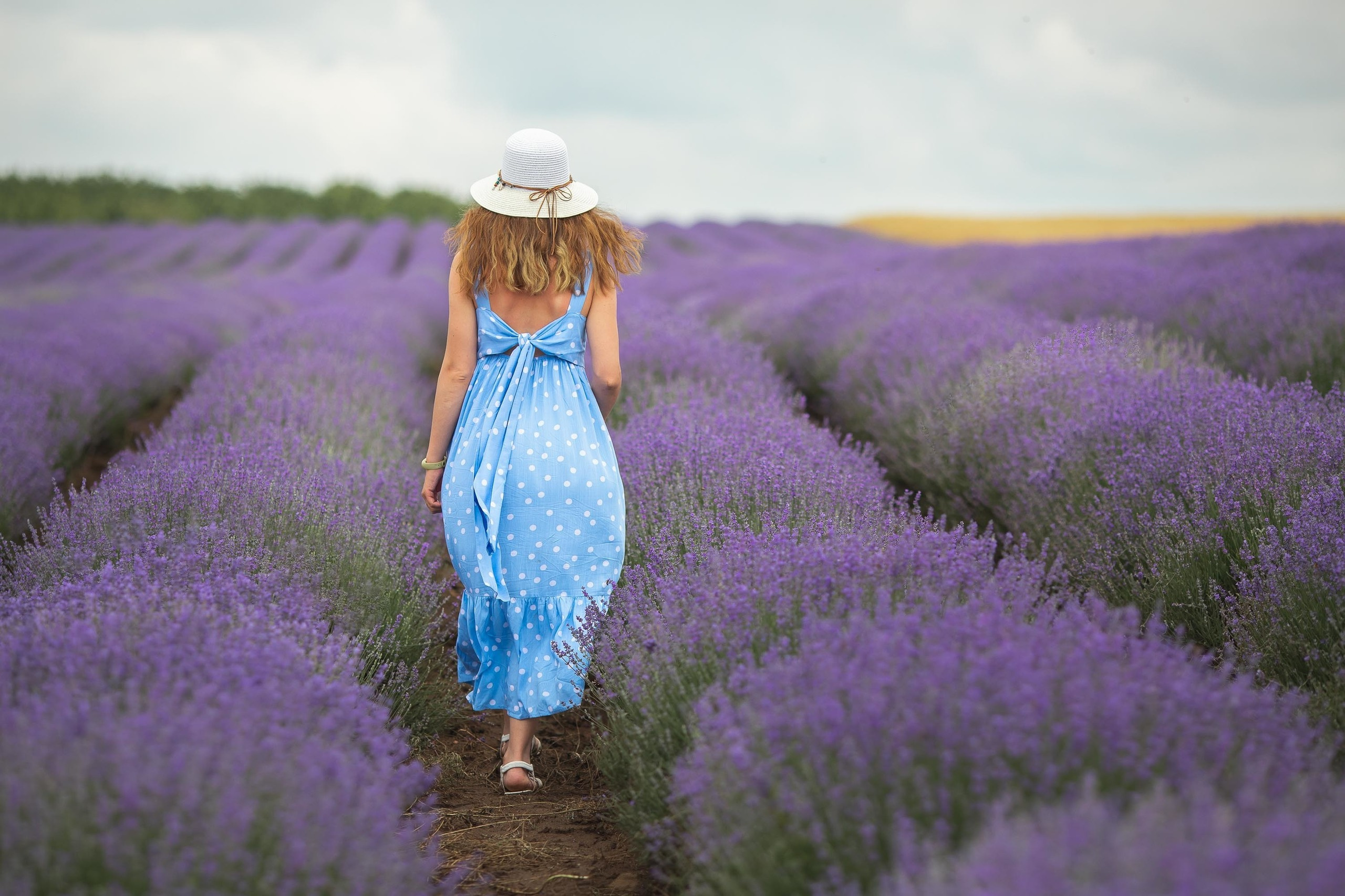 Лаванда. Лариса Богомолова. Фотограф. Видеограф. Болгария