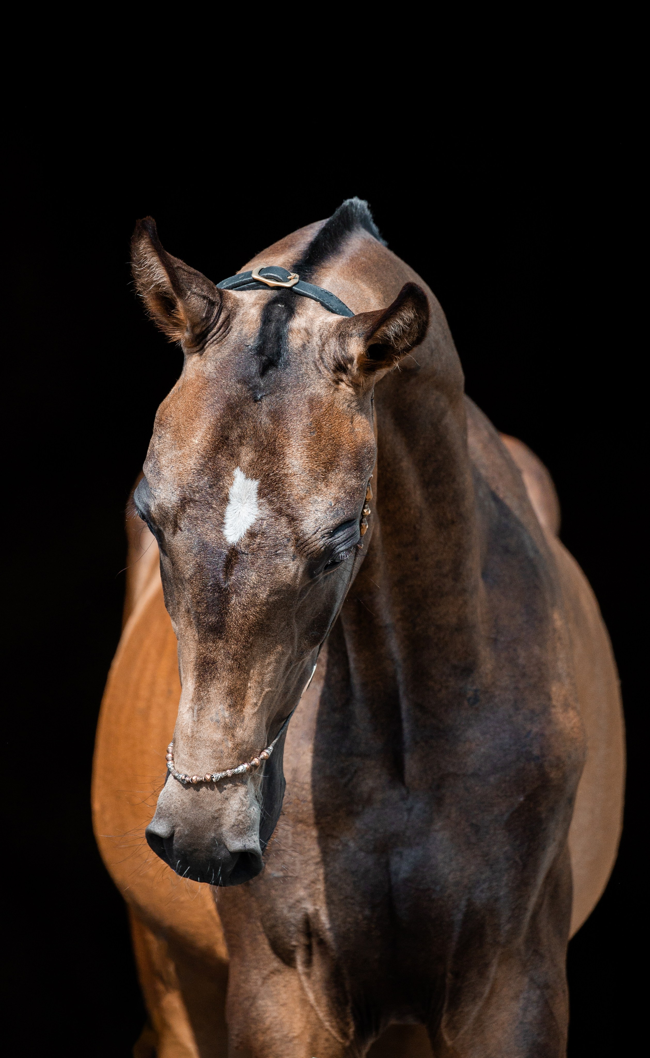 На черном фоне. Фотограф-анималист Ксендзова Кристина