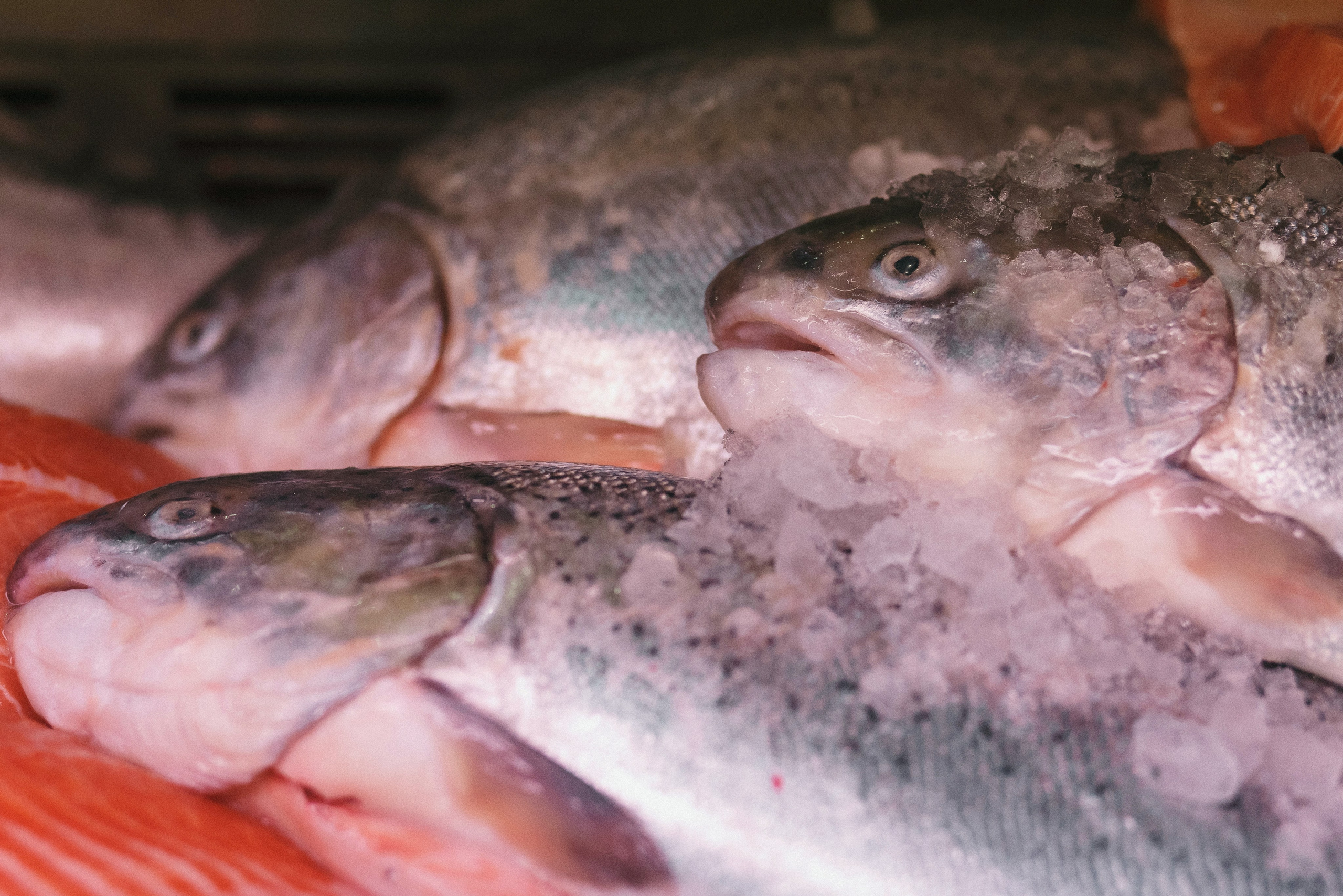 Открытие Сети Магазинов морепродуктов 'Дикая Устрица' в Таганроге. Свадебный и семейный фотограф в Таганроге Бакарюк Антон