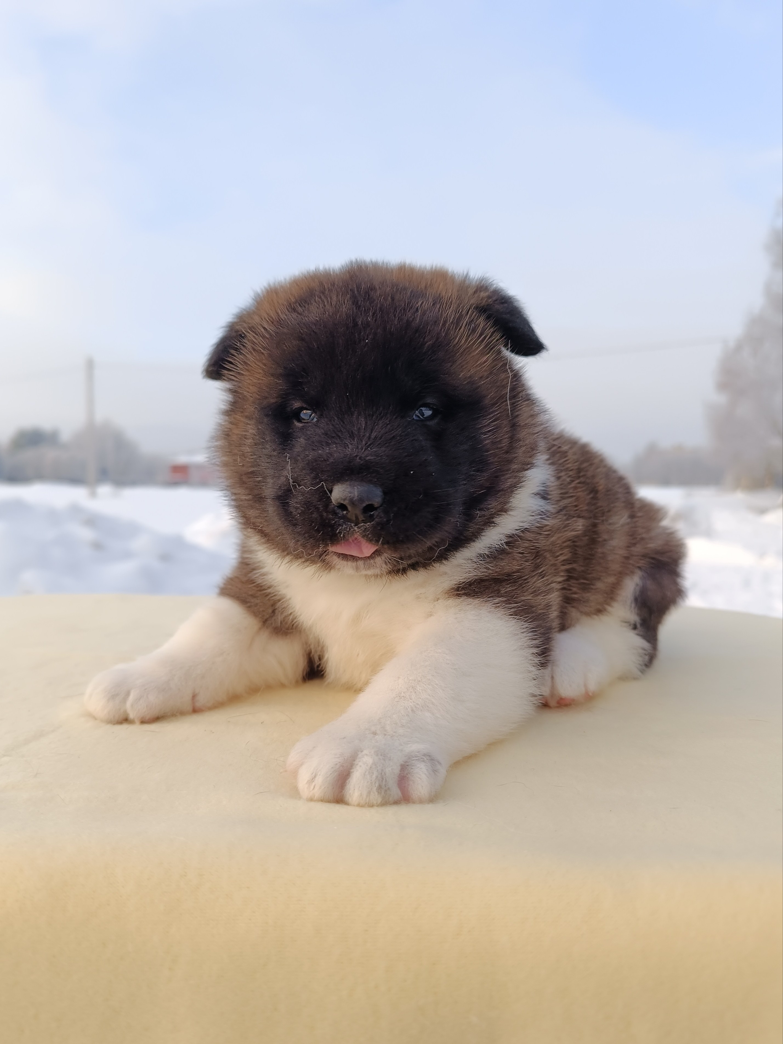 Американская акита  щенки питомник Санкт-Петербург клубные щенки Американская акита питомник RUBYLIGHT Рубилайт купить щенка американской акиты