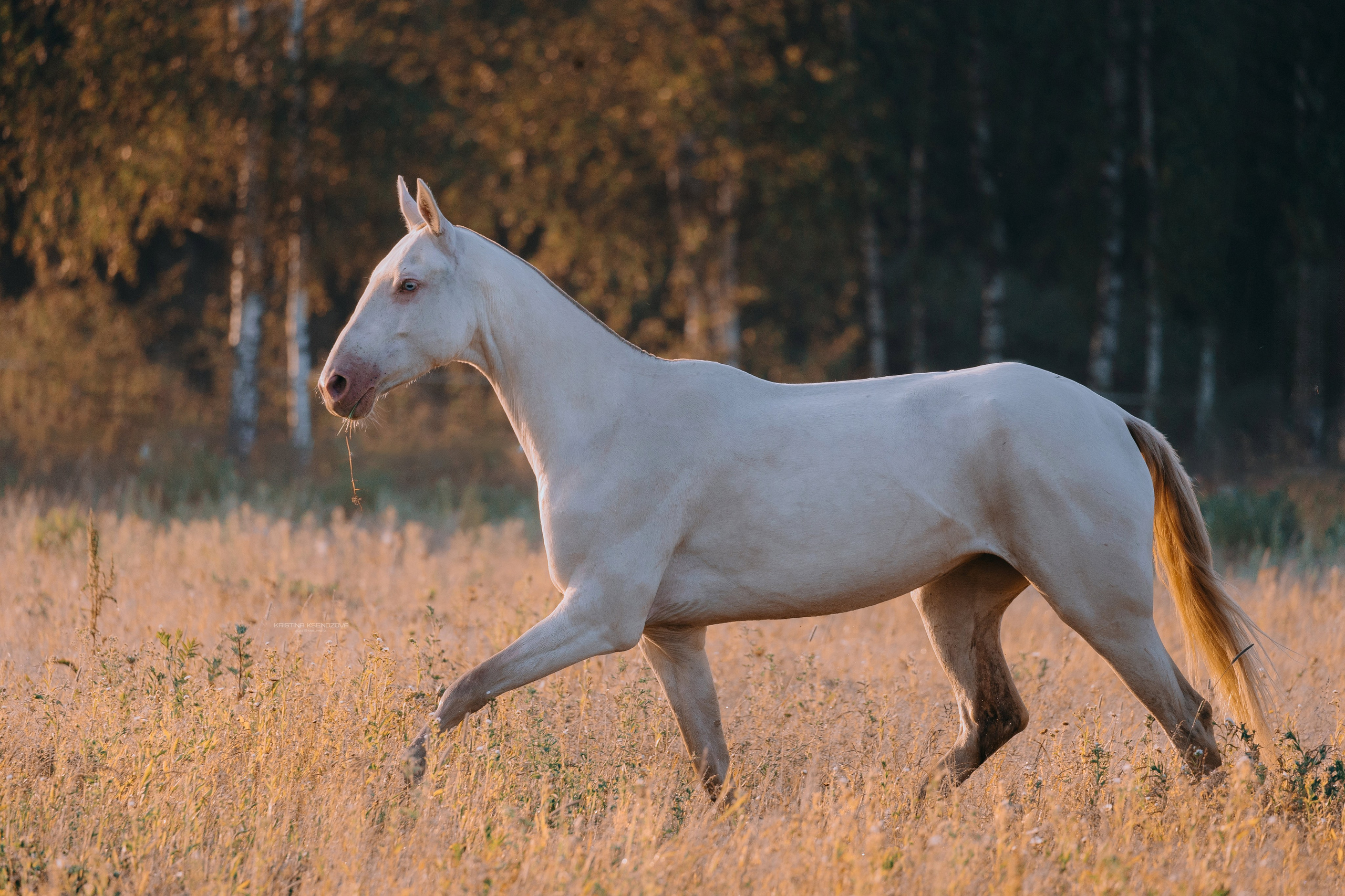 Рассвет. Фотограф-анималист Ксендзова Кристина