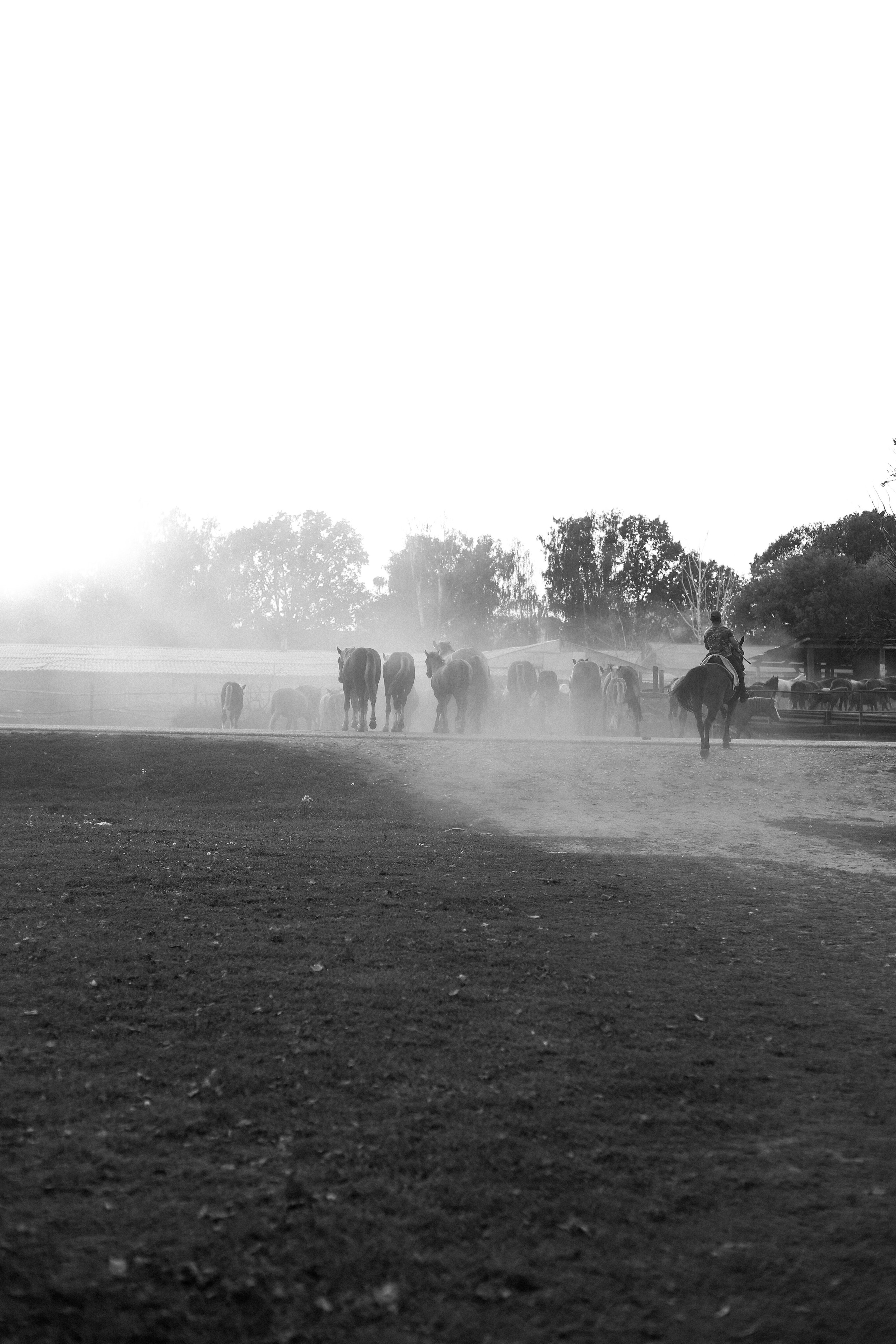 Прогулочные истории. Главная