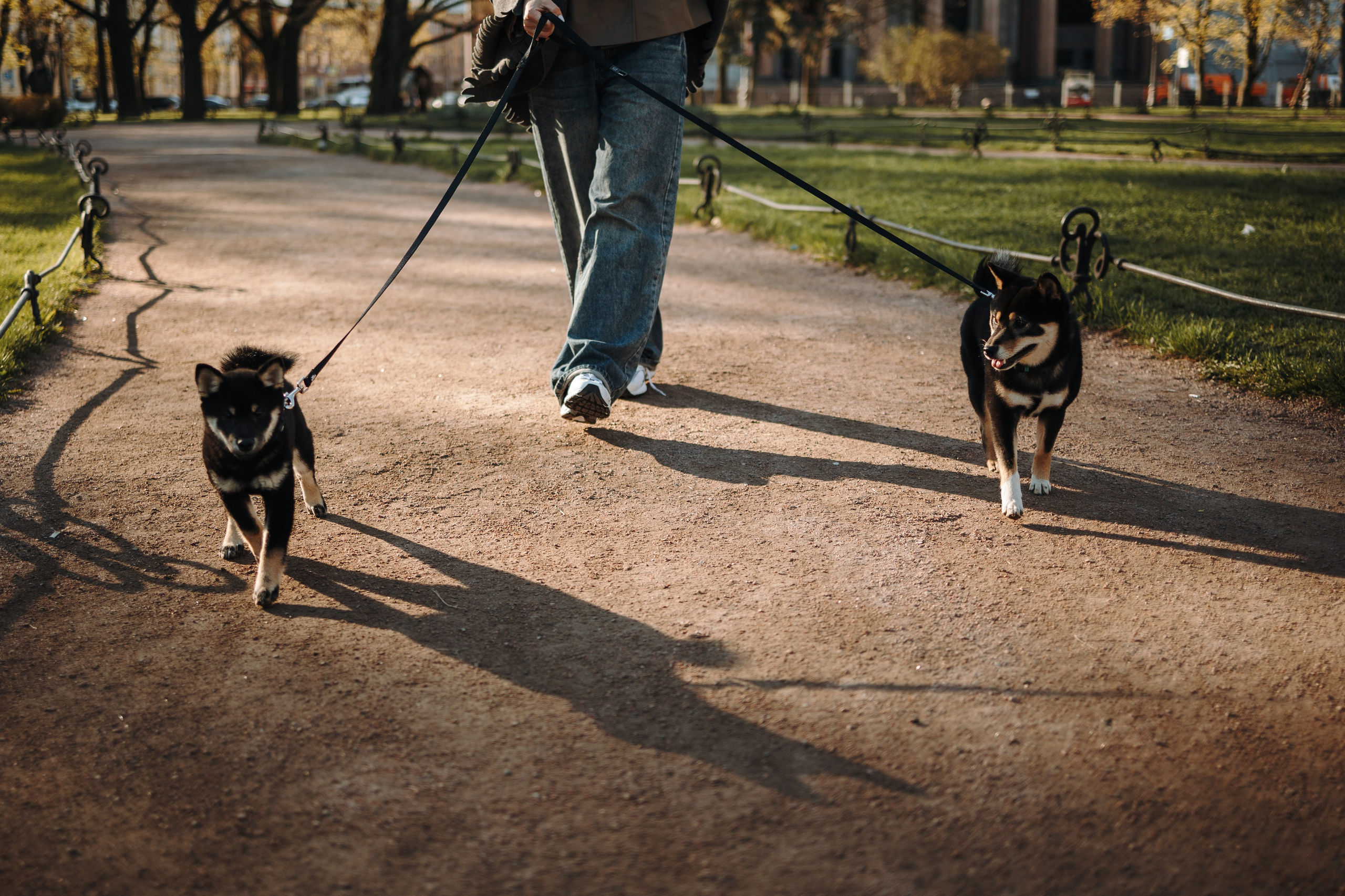 Даша и ее девочки. Фотограф — Анималист | Санкт-Петербург