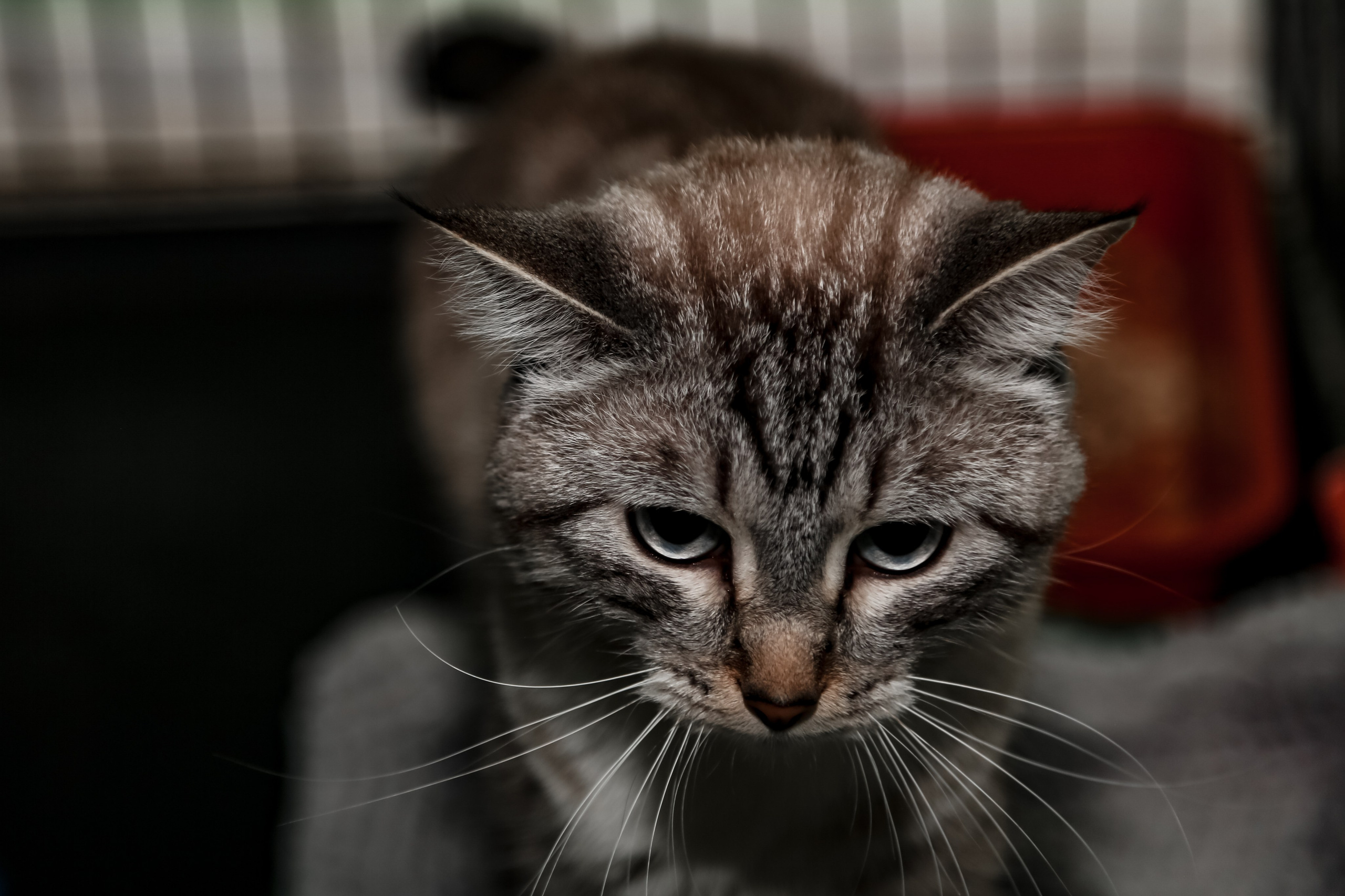 Приют Кошкин Дом Филимоша. Ваш фотограф в Оренбурге Рощупкина Екатерина