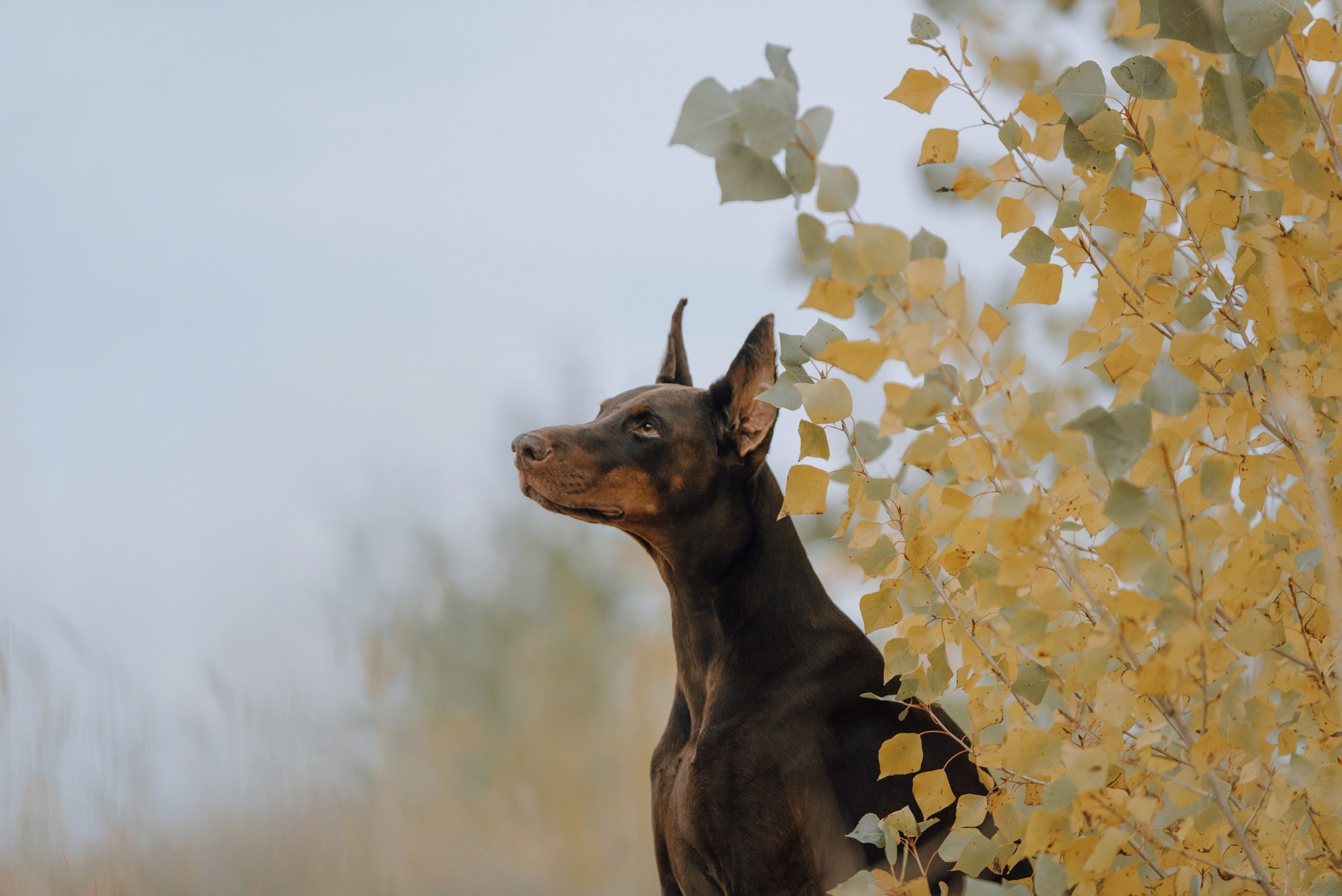 Питомец в кадре. Фотограф Анна Тюрина