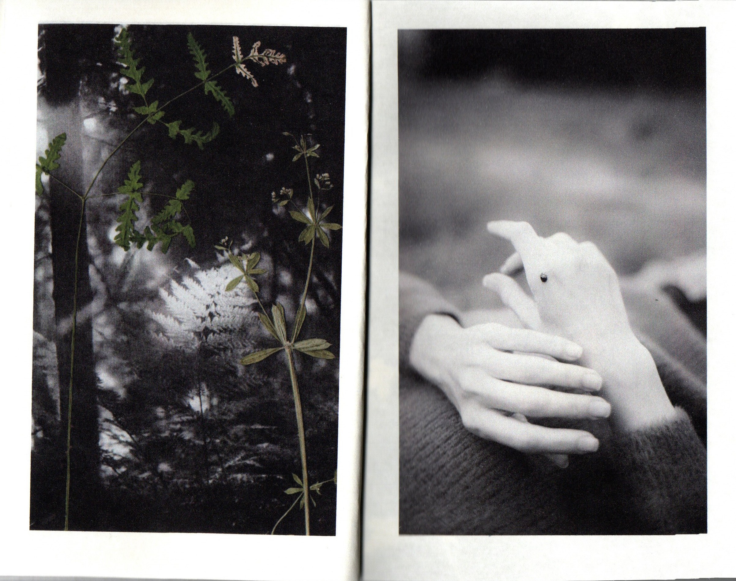 Любители ягодных пирогов. Фотограф Анна Кирнос