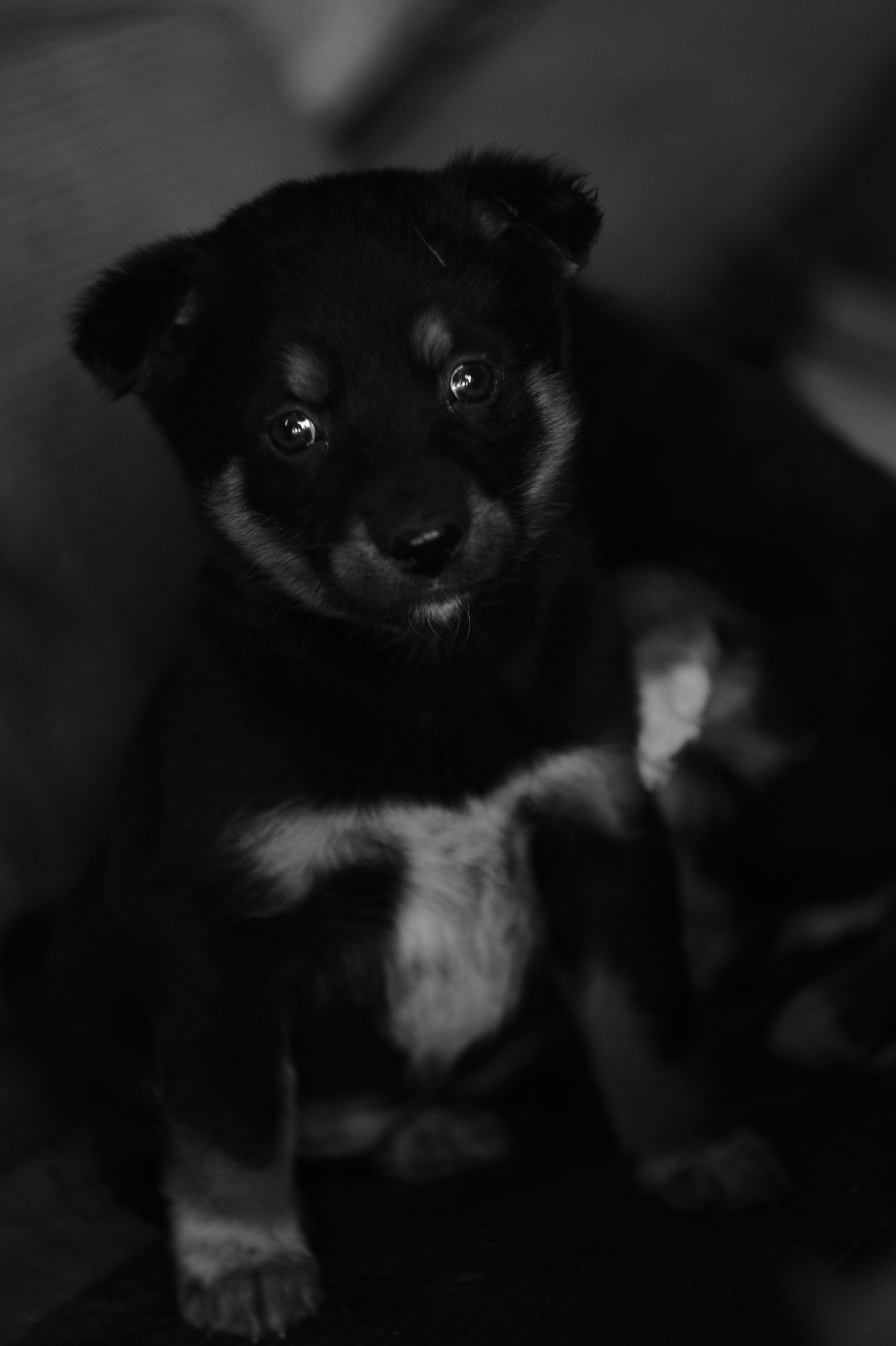 Dogs. Профессиональный фотограф