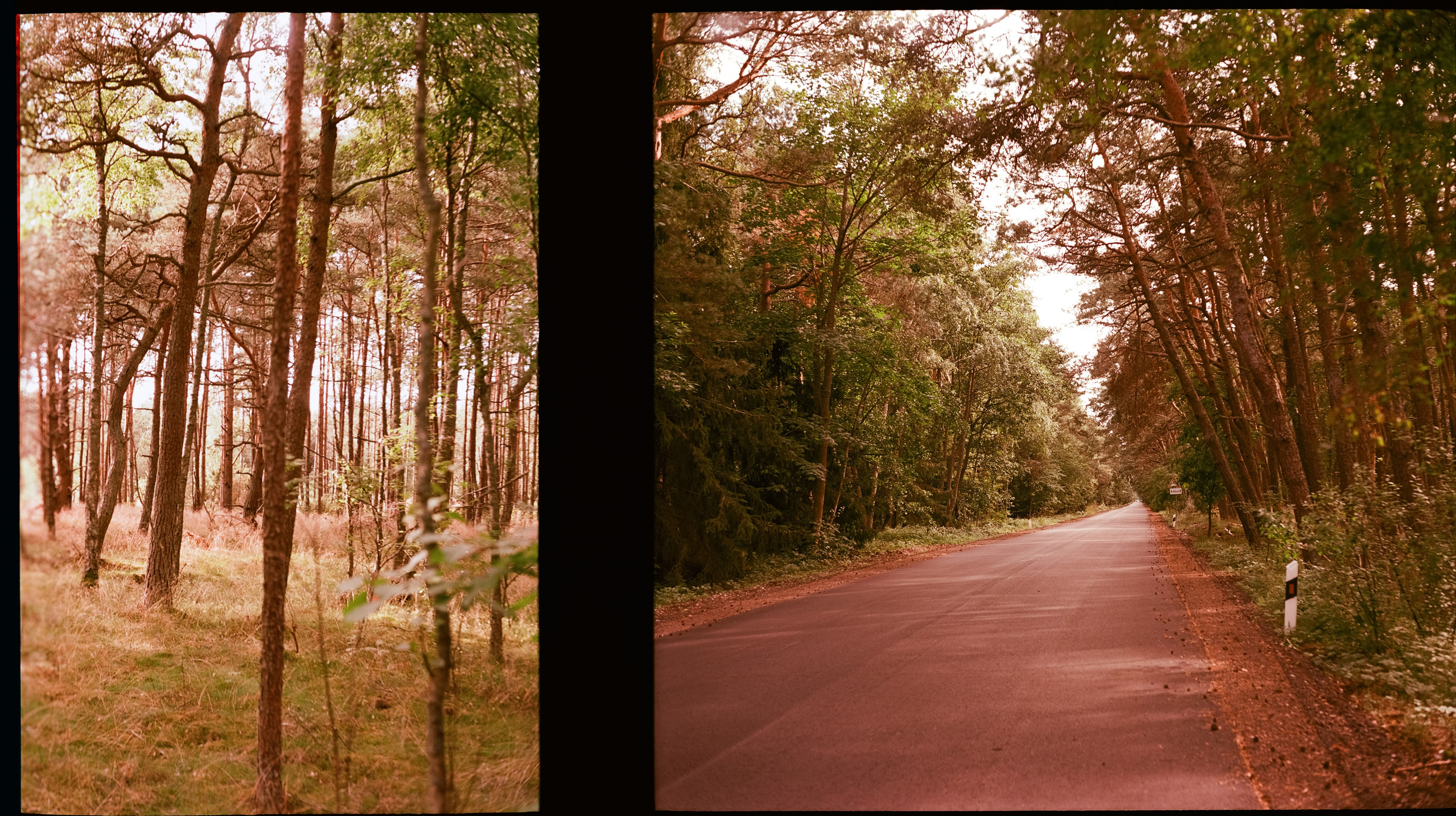 Куршская коса / Super Fujica-6 / Kodak Aeronega 100 (Kodak Aerocolor IV)