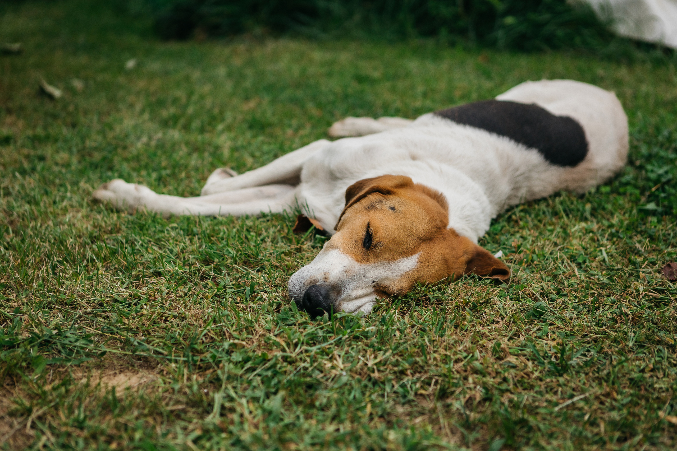 Свадебный день Андрея и Елены. Дубовая Роща. Семейный и свадебный фотограф в Волгограде Мария Богданова