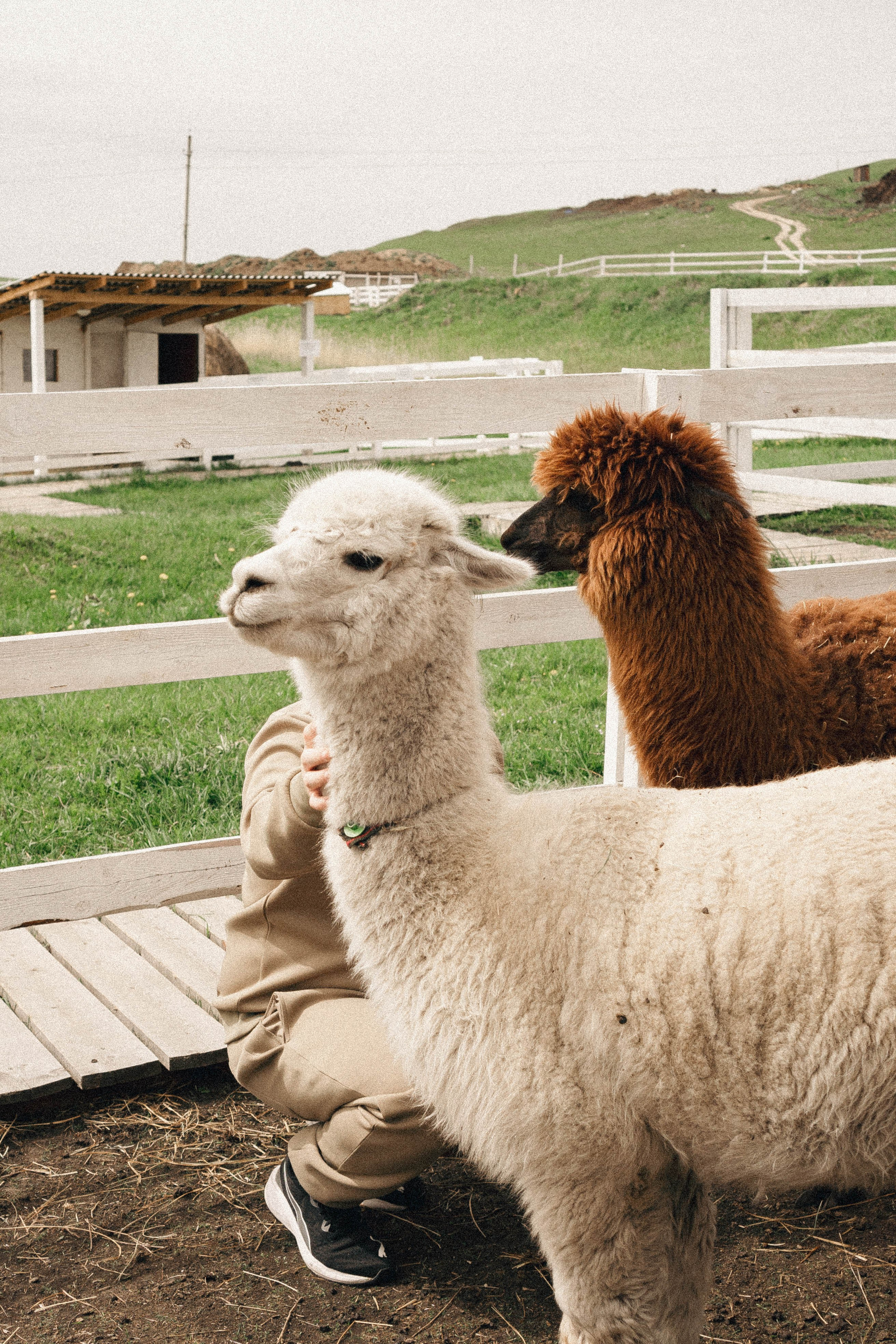 Ферма Альпак. Профессиональный фотограф, Санкт-Петербург — Виктория Богомолова