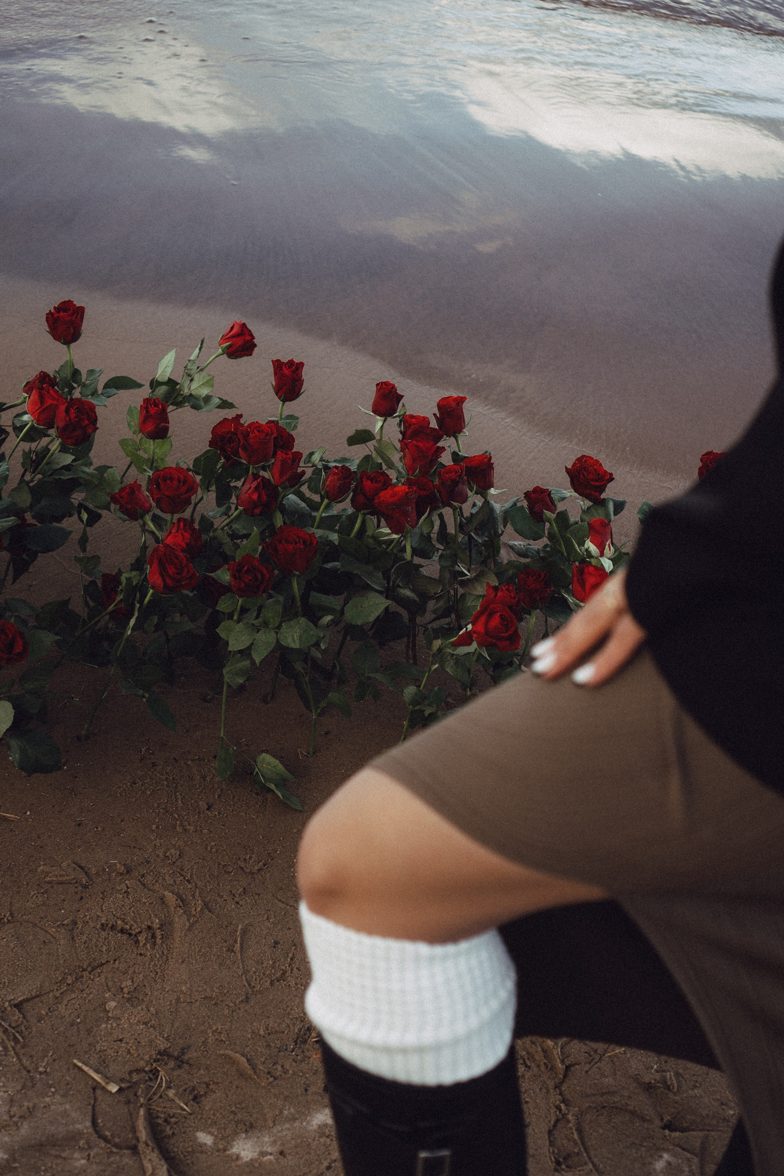 Розы. Профессиональный фотограф, Санкт-Петербург — Виктория Богомолова