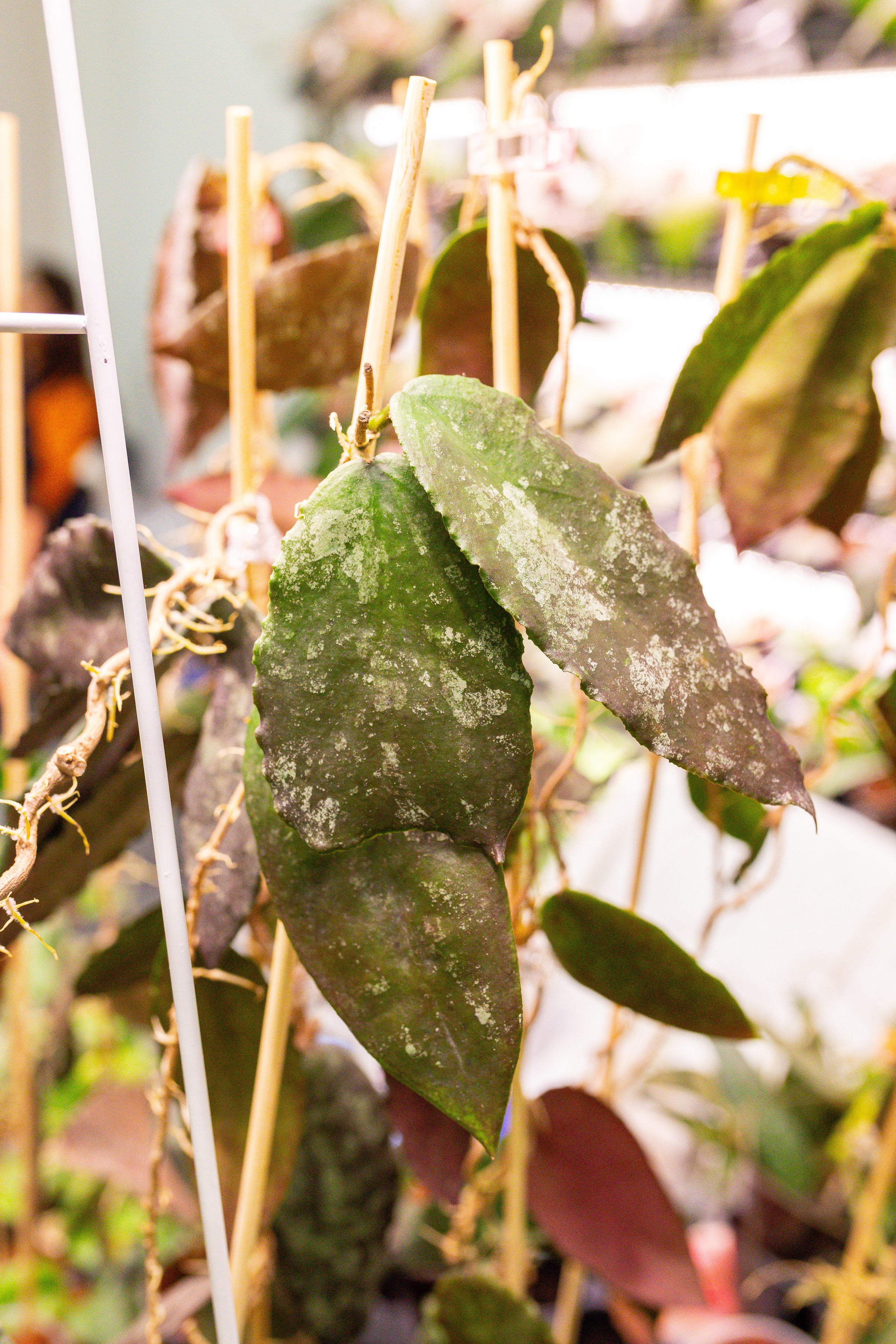 Монстериум 11–12 октября. Александра Куликова фотограф, Москва