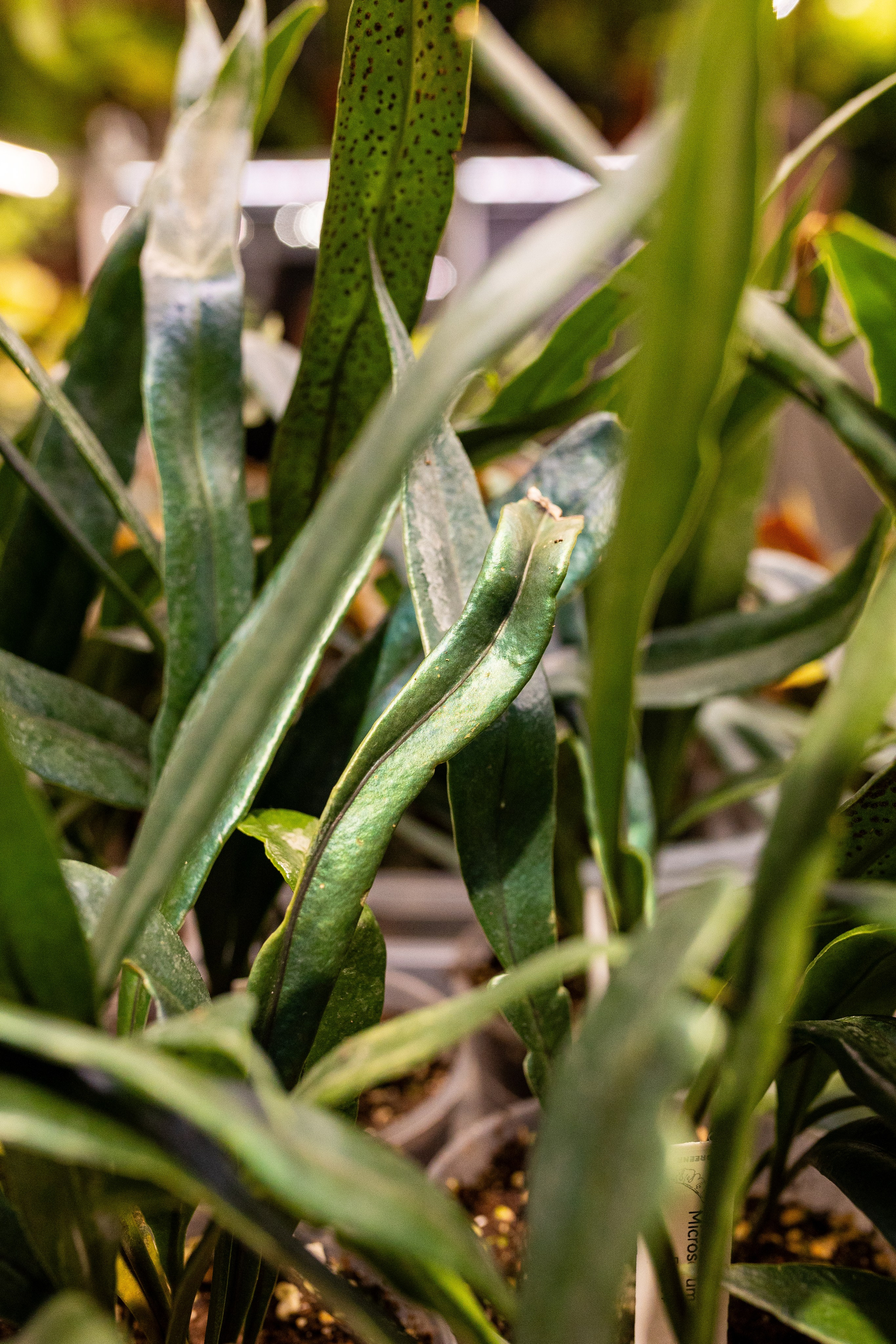 Green_Rare Ярмарка февраль 2025. Александра Куликова фотограф, Москва
