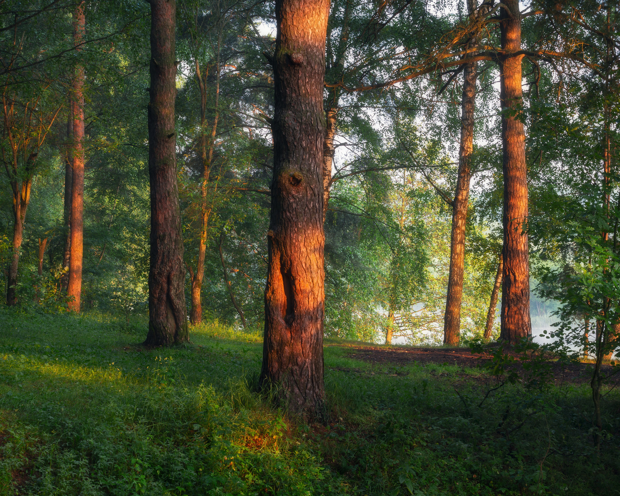 Природа (Лето). Фотограф Мартыненко Дмитрий
