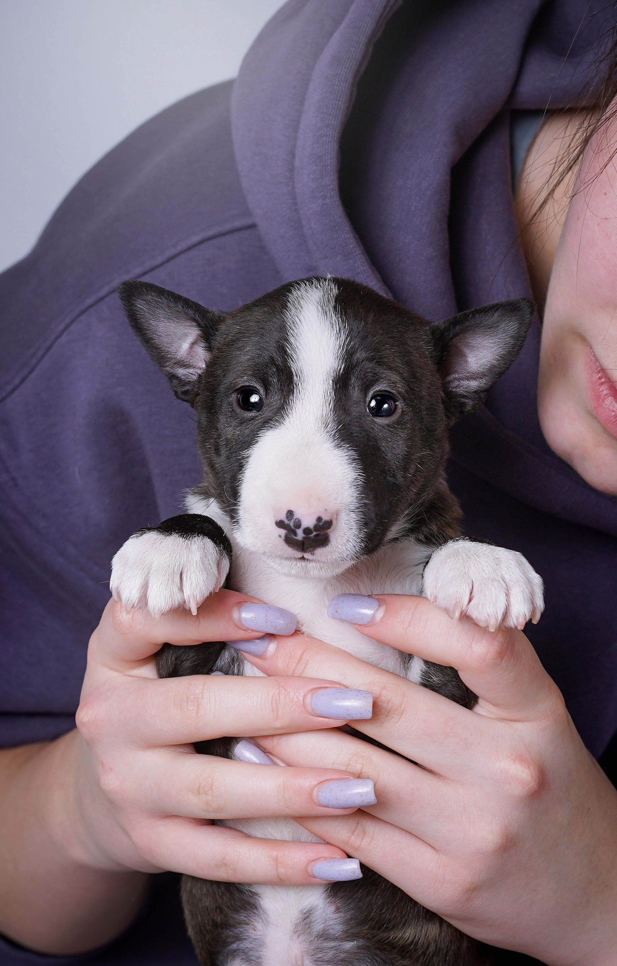 Щенки минибуля. Фотограф-анималист в Санкт-Петербурге Яна Мартынова