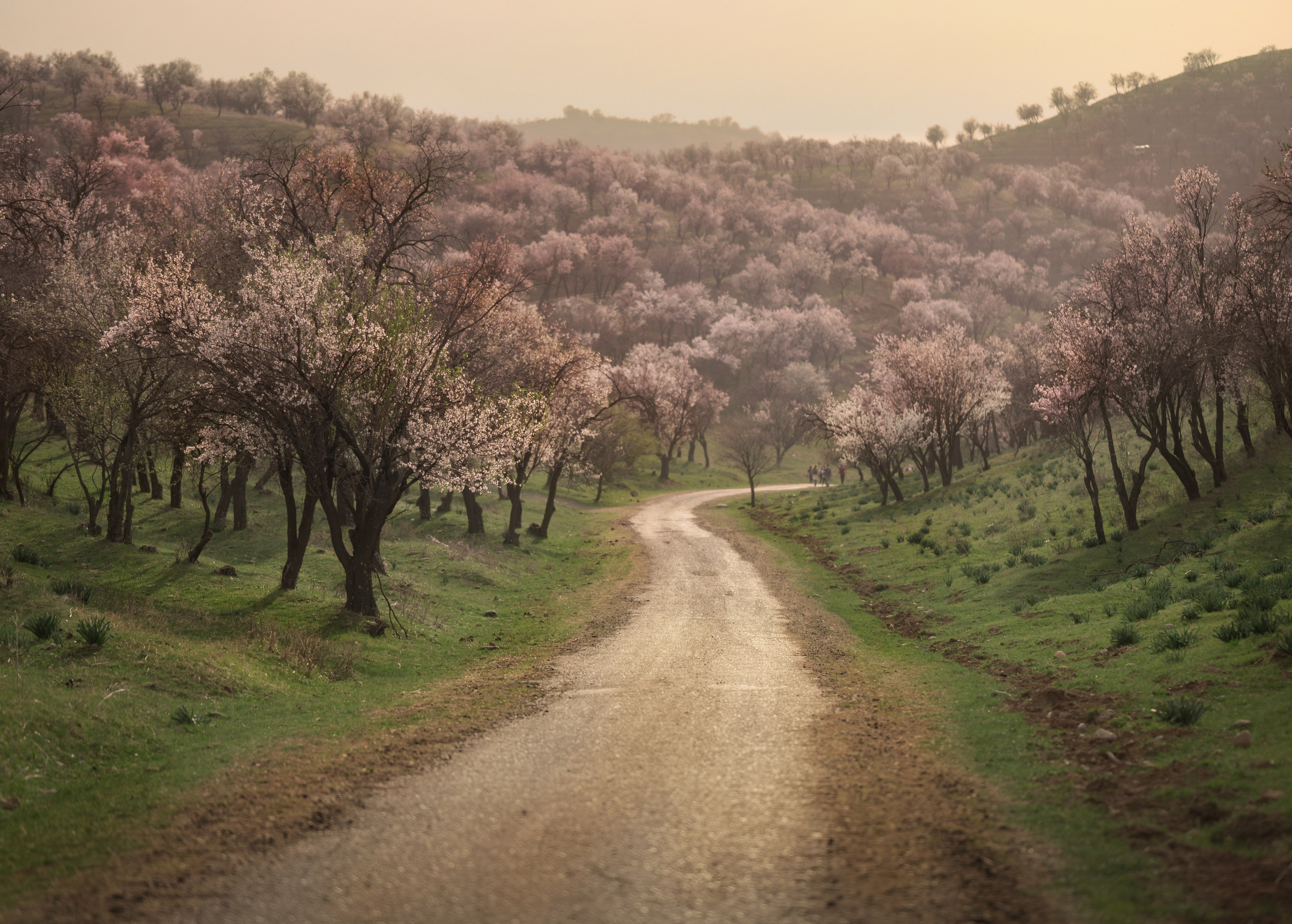 В цветущих садах миндаля…. Детский и семейный фотограф