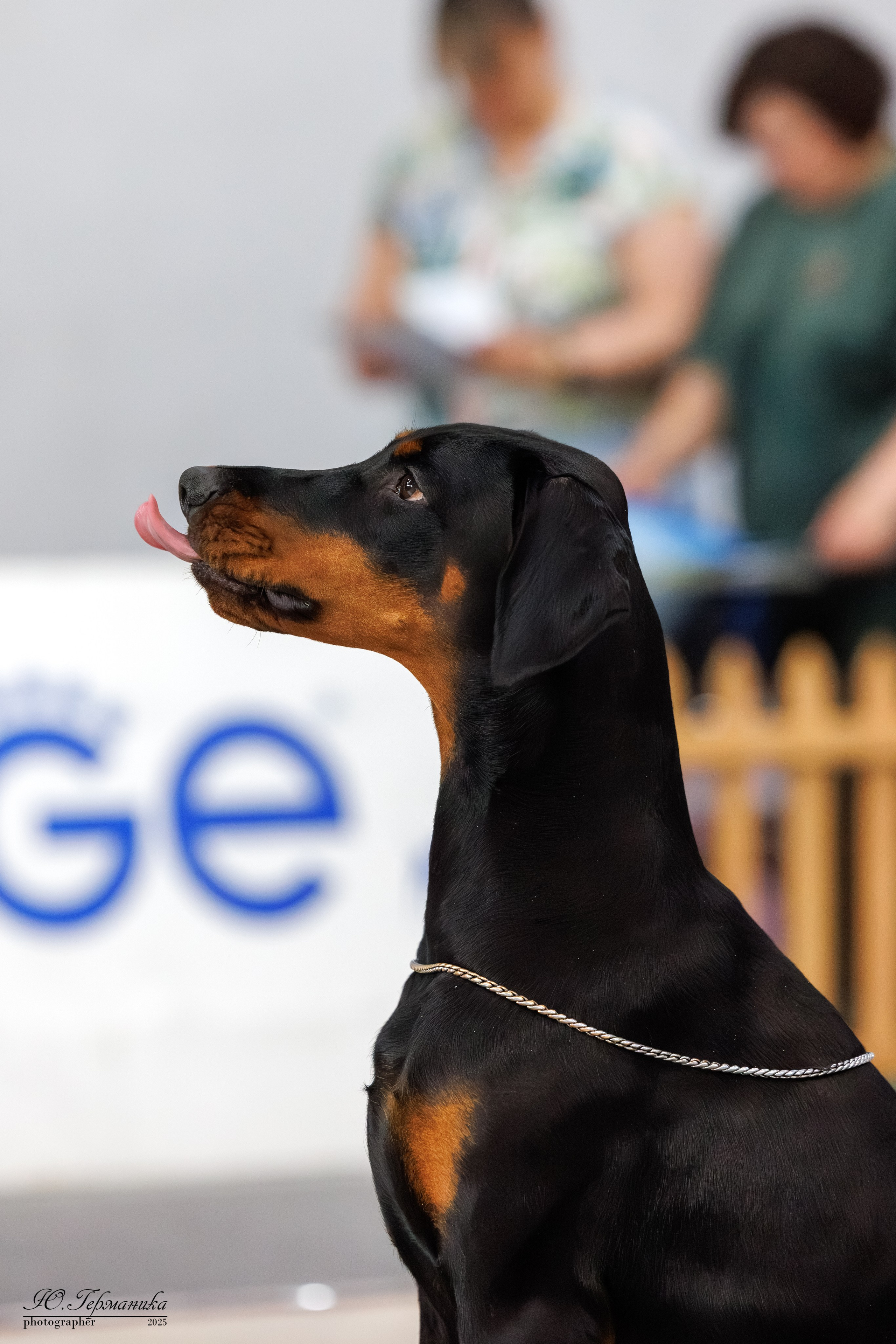 Ереван 2х CACIB 29-30.04.2025. Фотограф-анималист Юлия Германика