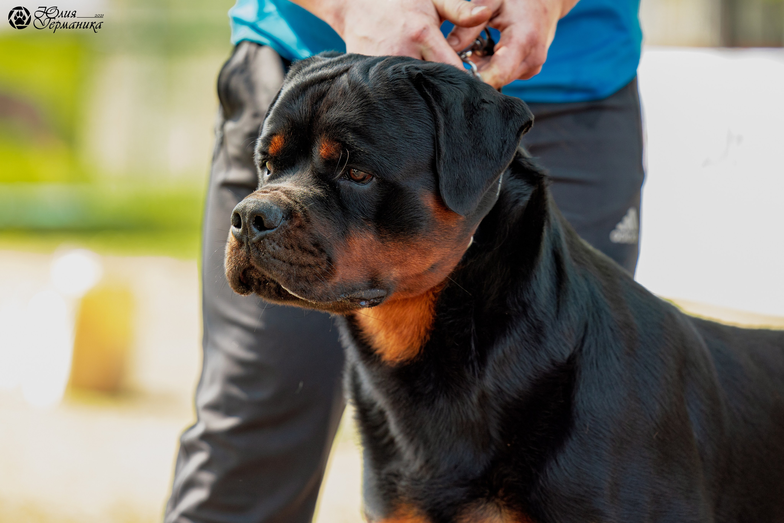 Саратов моно ротвейлеров 26-27.04.2025. Фотограф-анималист Юлия Германика