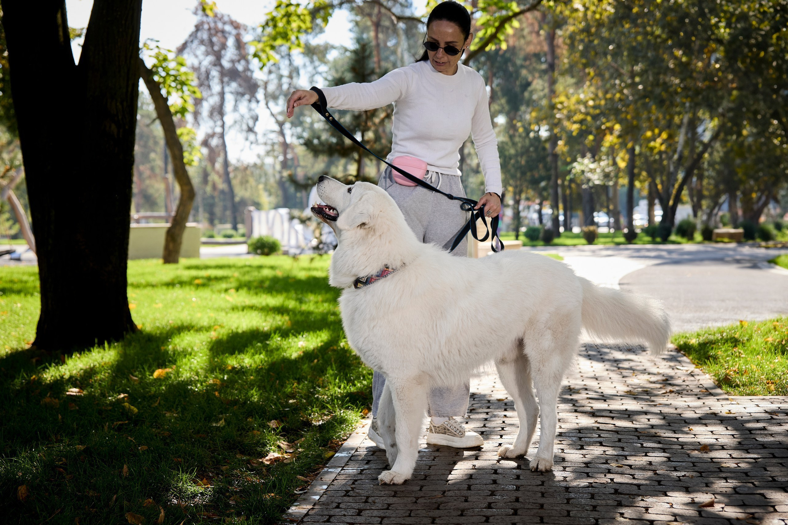 Фотопрогулки с собакой