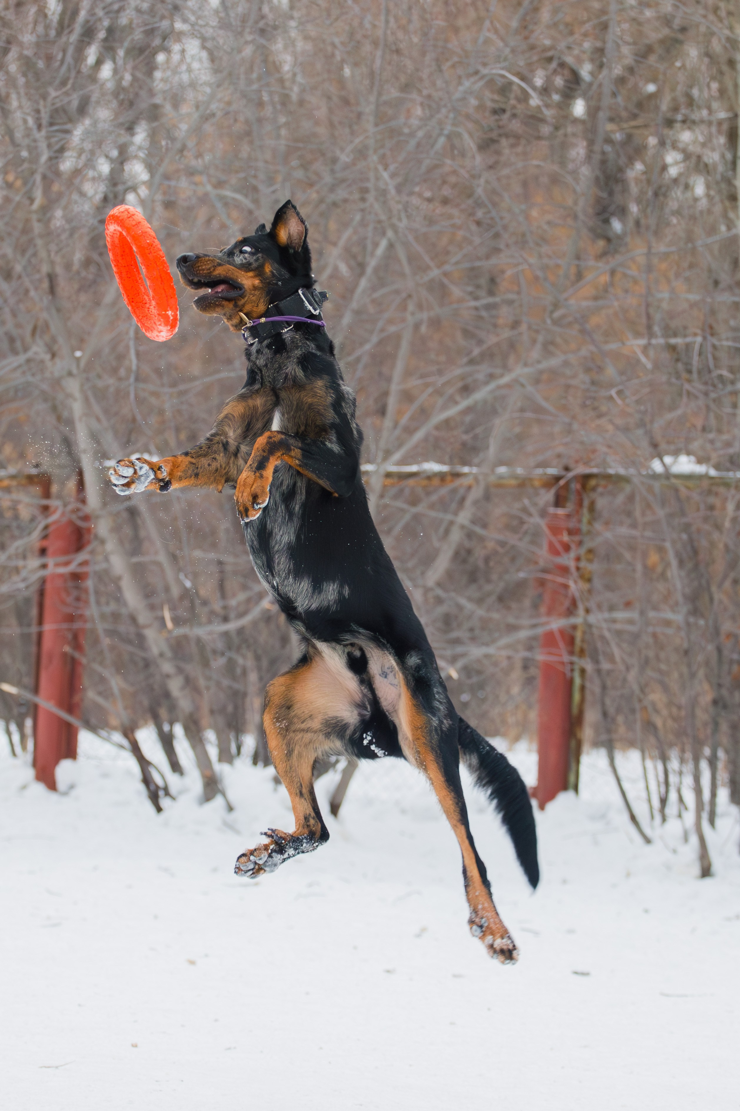 Андрей и Олимп. Фотограф Екатерина Козловская