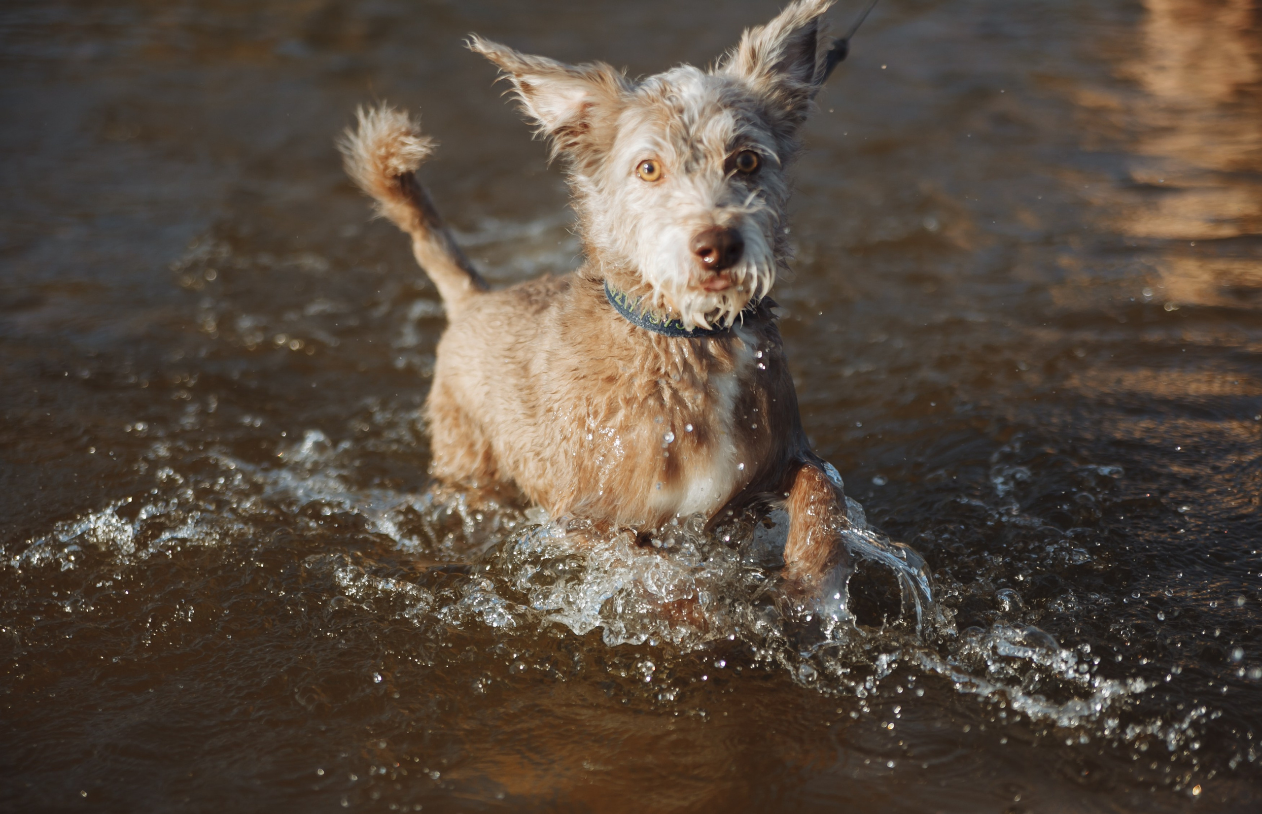 Семейная прогулка с собакой. Семейный фотограф, свадебный фотограф, женский портрет в Санкт-Петербу
