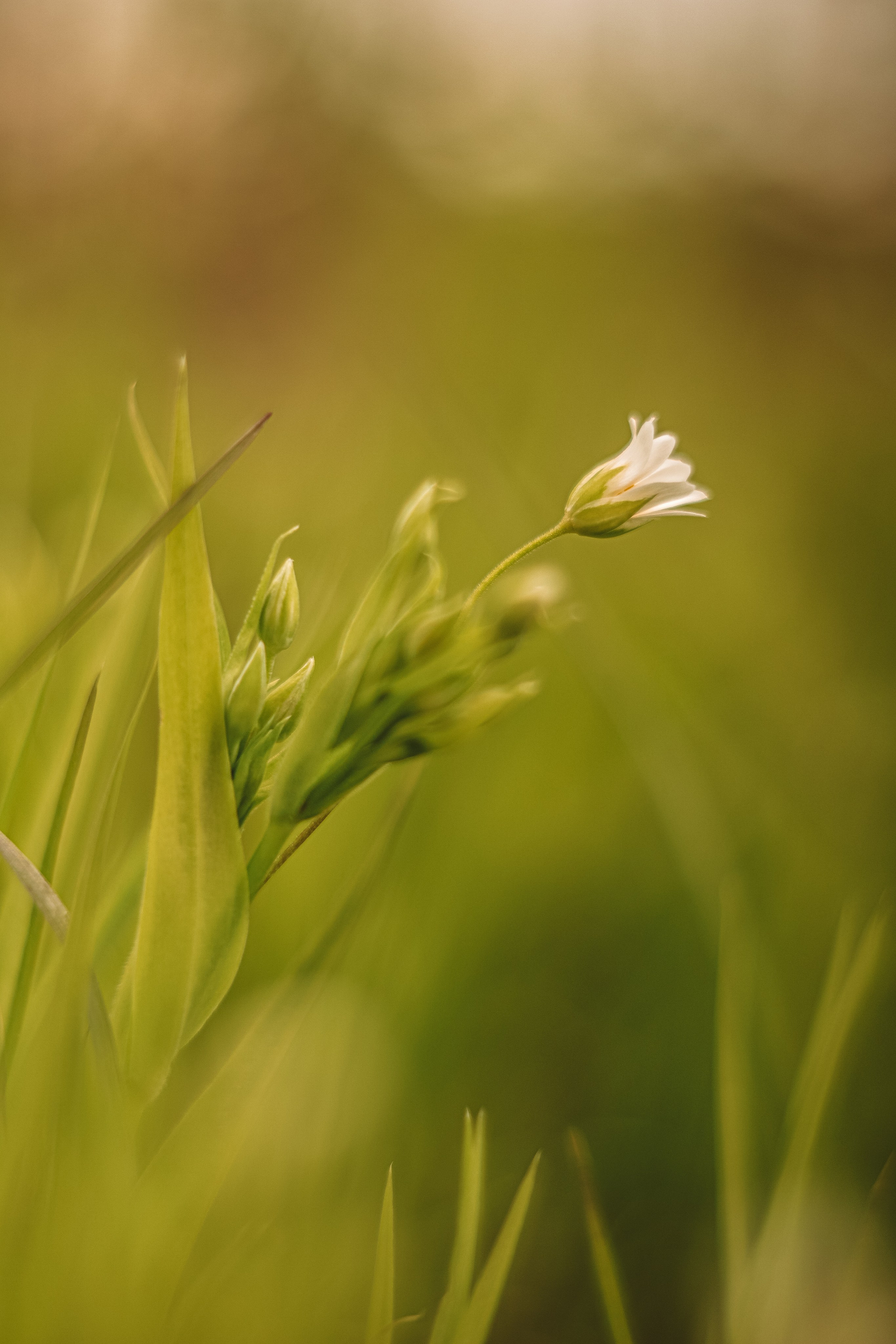 Цветы. Фотограф Ольга Мурзина
