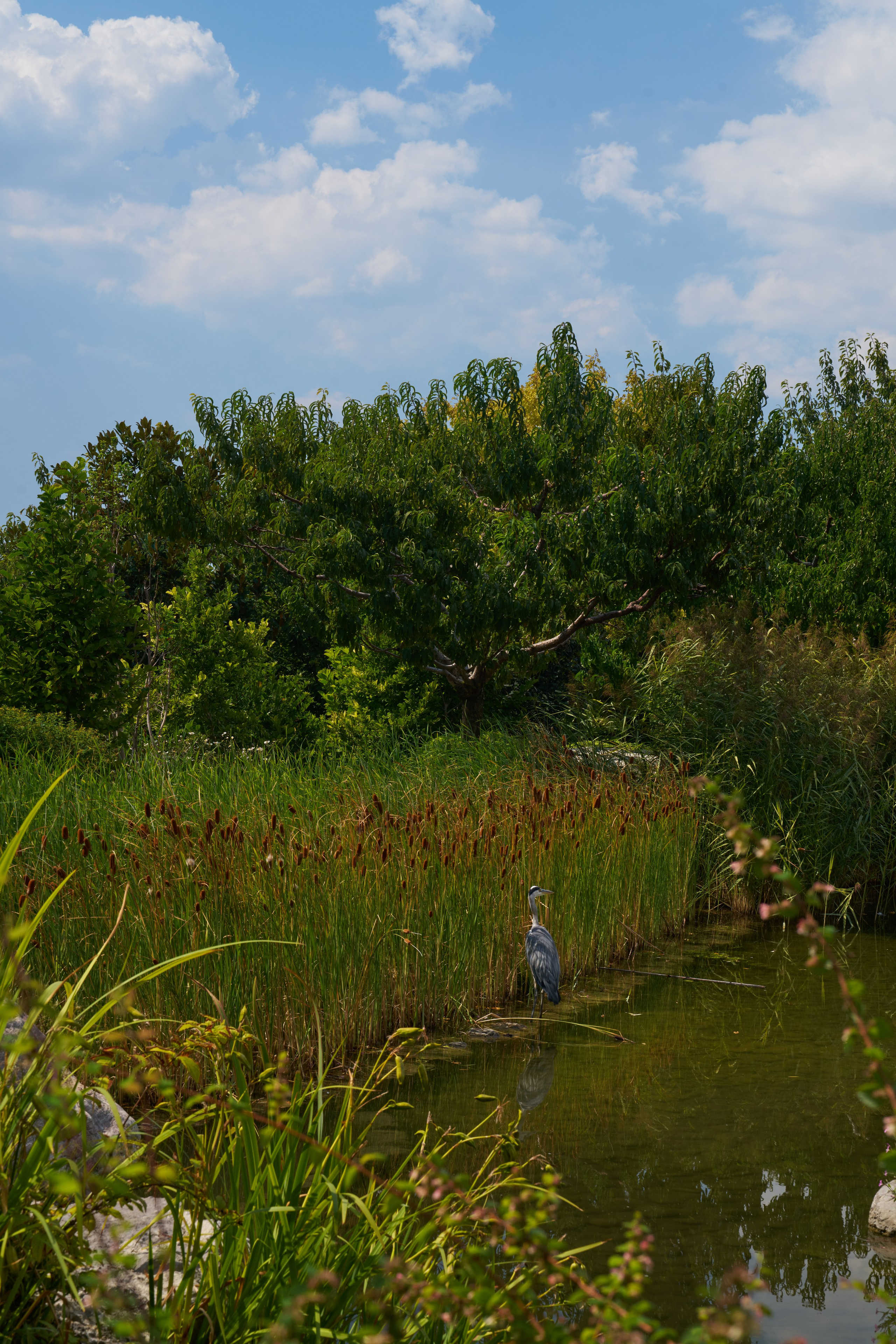 Семейная прогулка 4 человека. Свадебный фотограф Виктория Роса