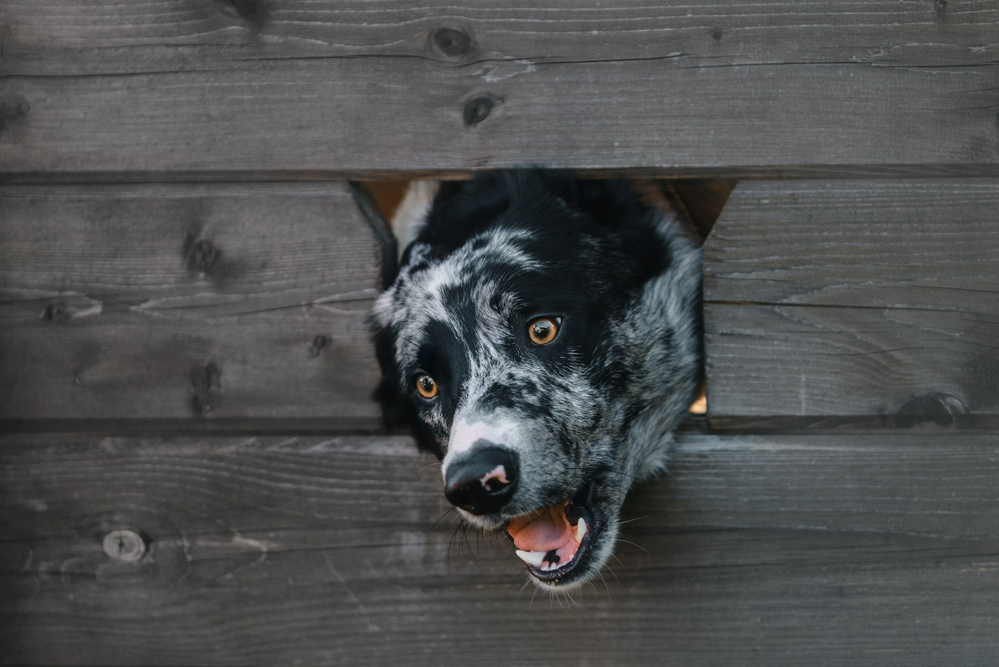 Питомец в кадре. Фотограф Анна Тюрина