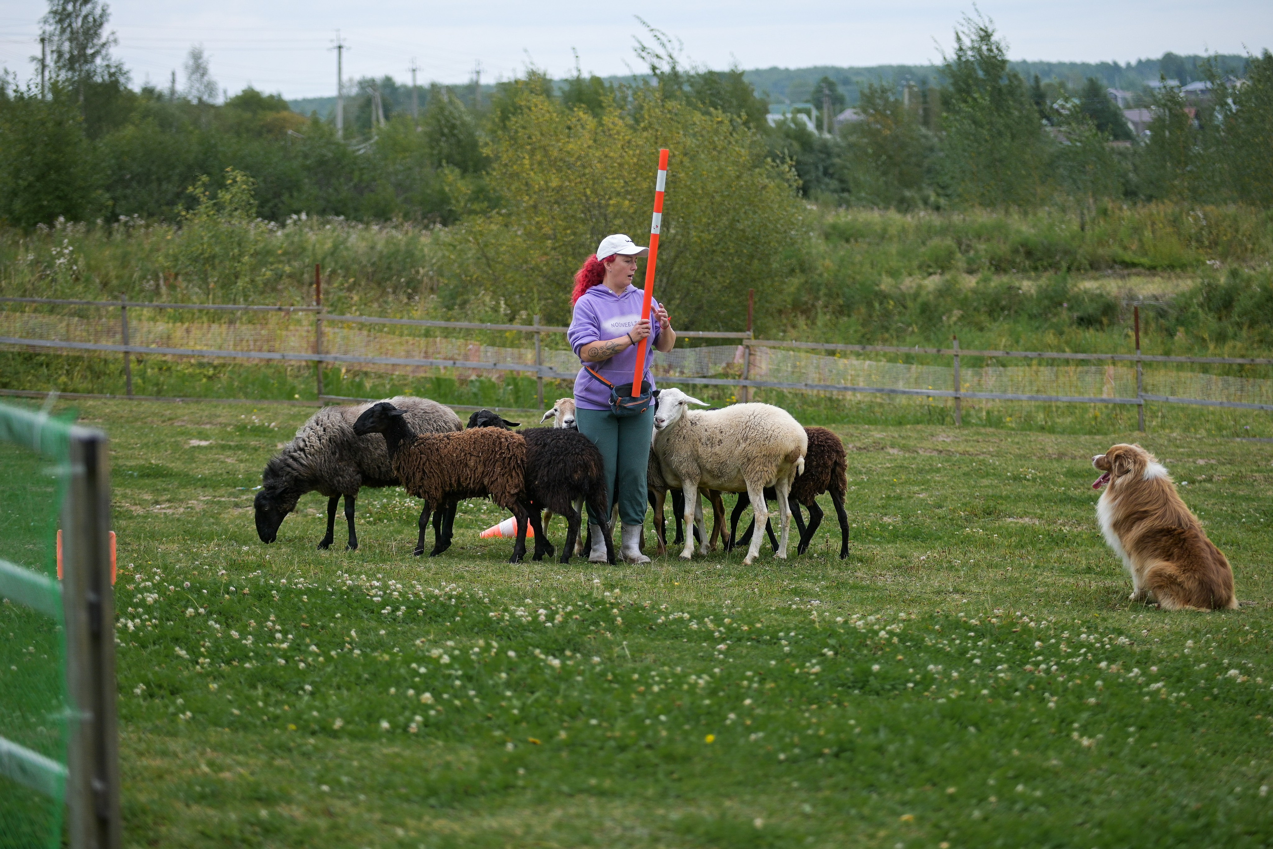Пастьба собак. Творческий фотограф Вологда