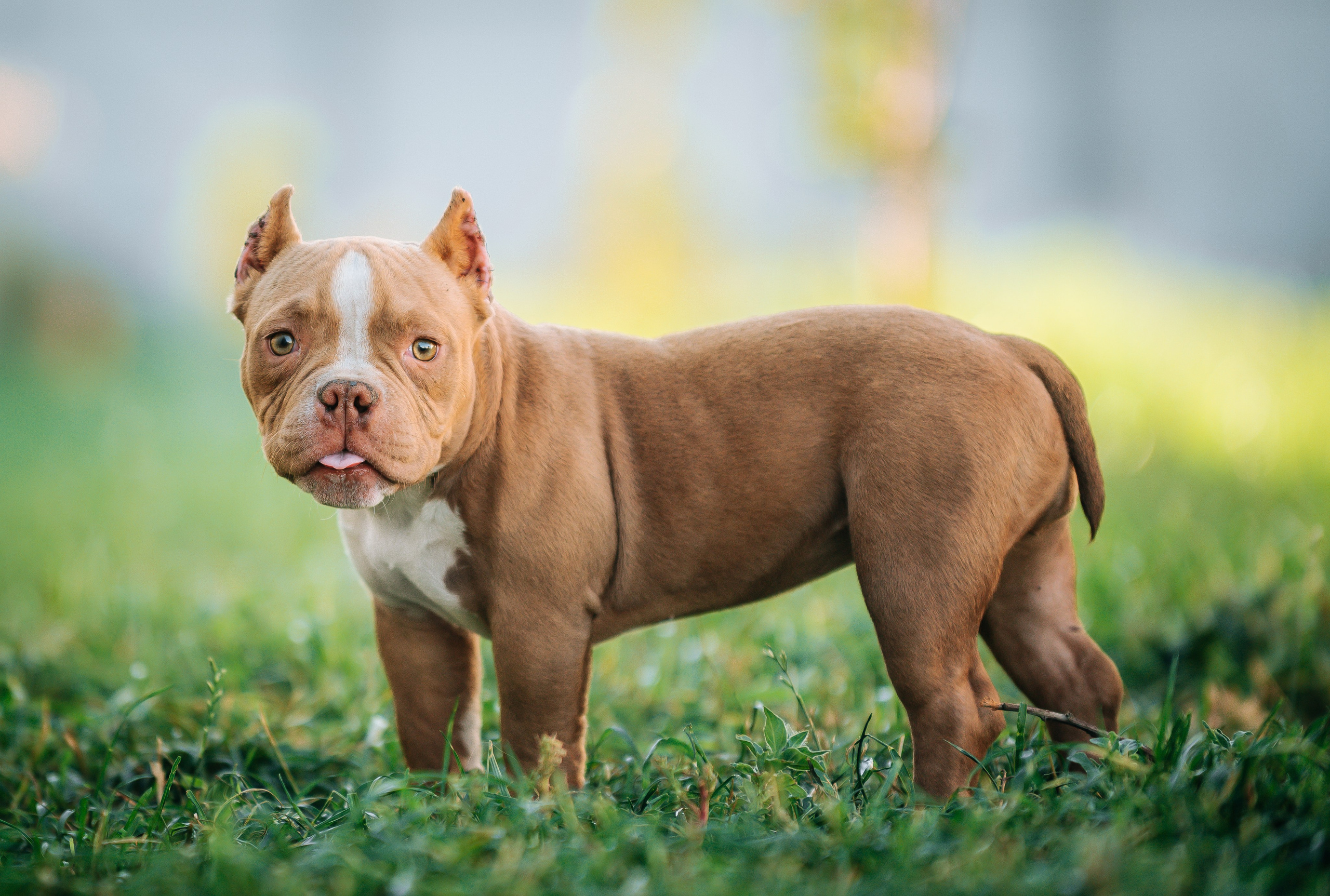 Американский булли щенки. Главная