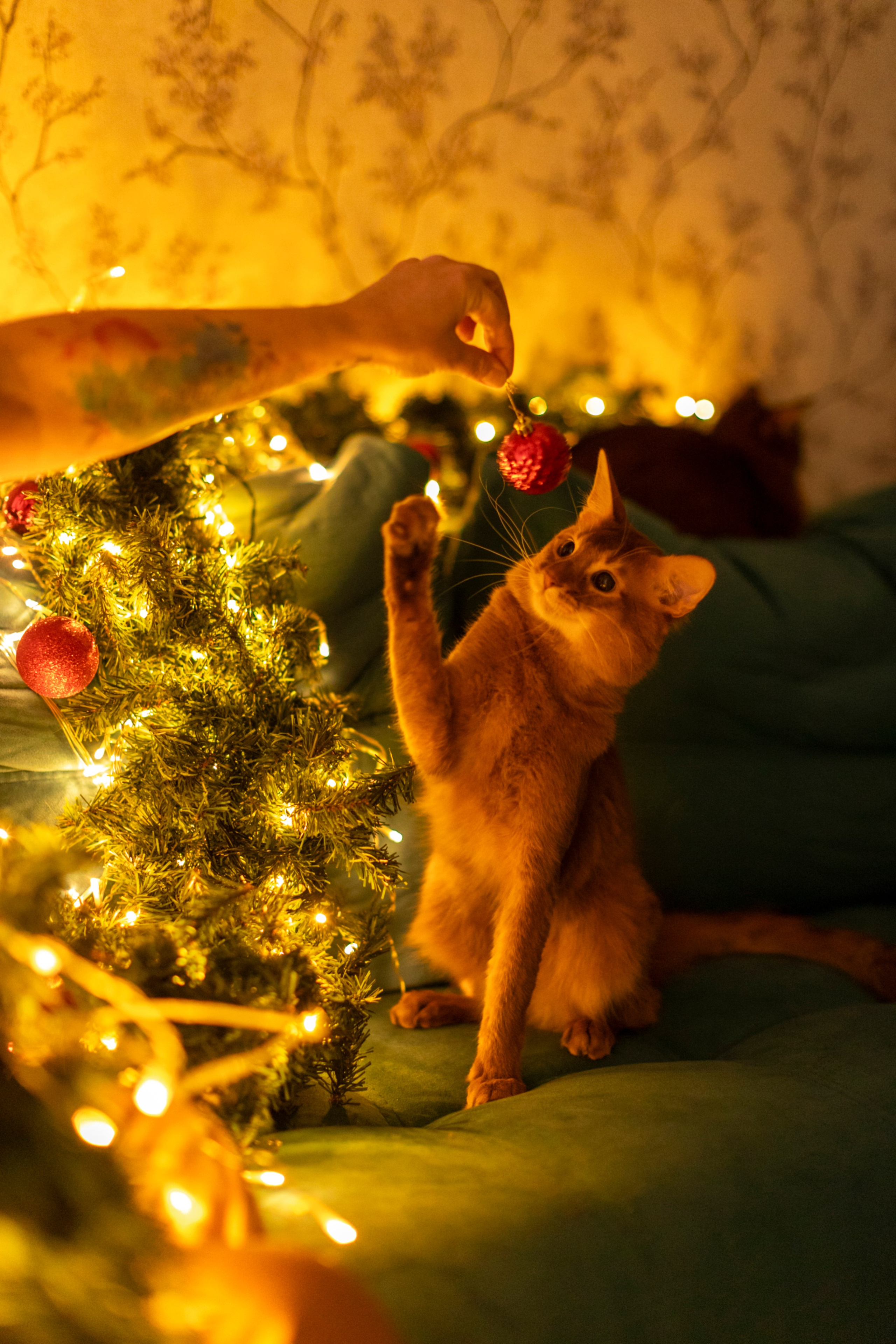 Сомали. Art my Pho