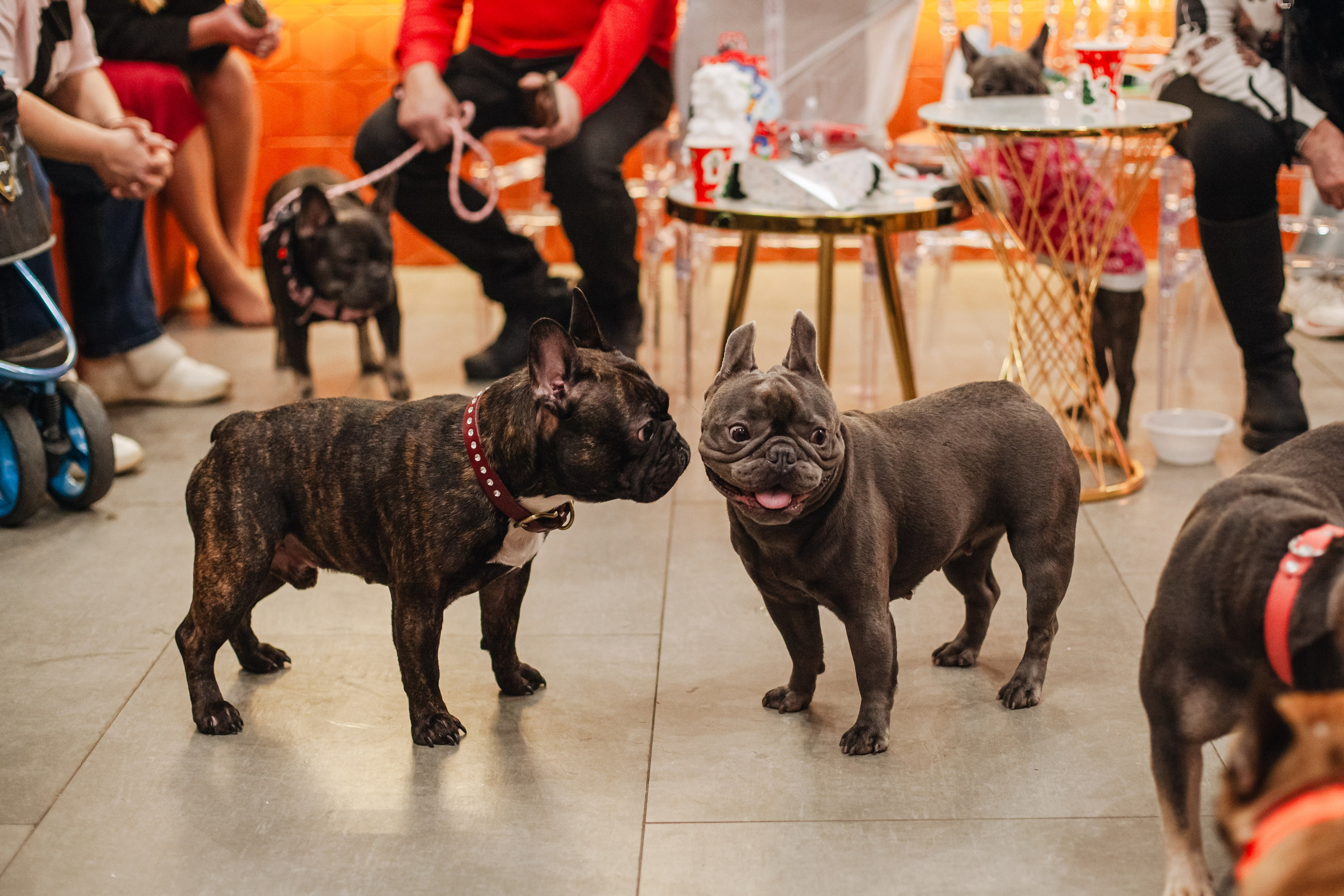 Бульёлка 2024. Фотограф-анималист Татьяна Степанова