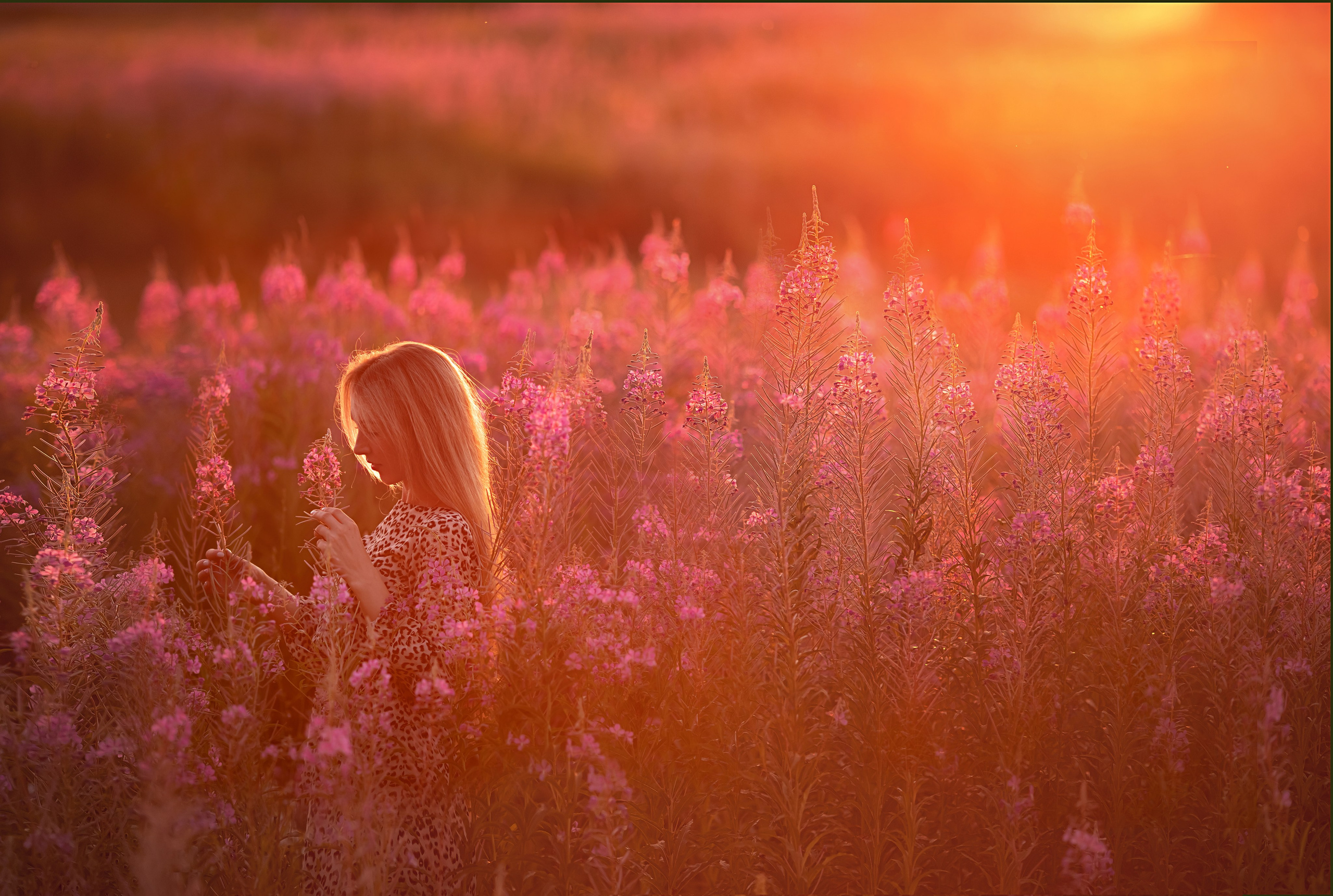 Все цветы для Дарьи на закате. Ольга Смирнова юрист, фотограф