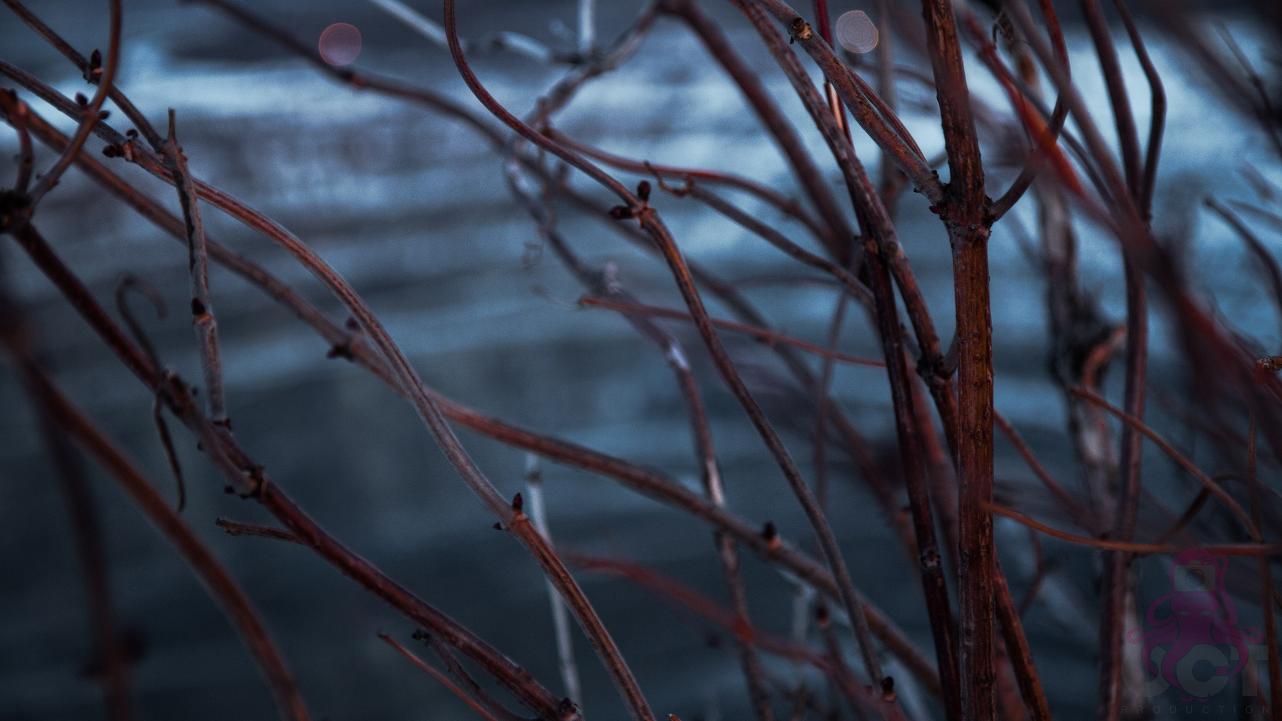 Буддистский монастырь Шад Тчуп Линг. Предметный и репортажный фотограф Алексей Кротов