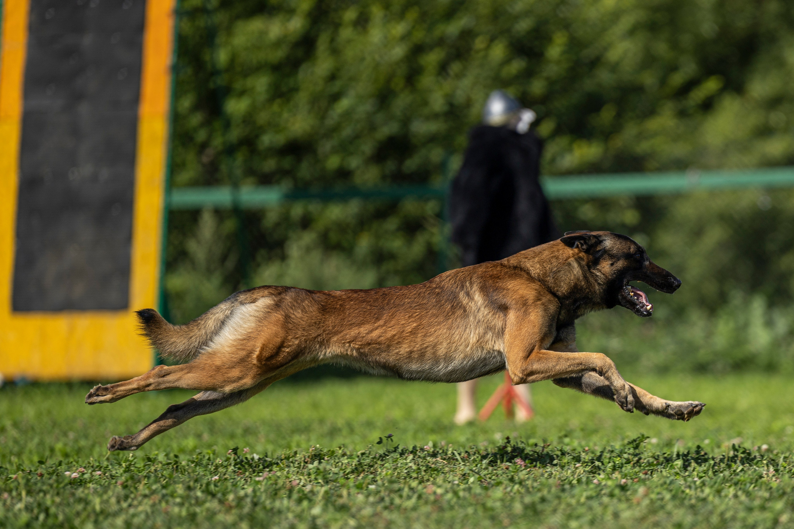 Соревнования по Мондьорингу г. Вологда 10-11.08.2024. Фотограф-анималист Анна Маринич