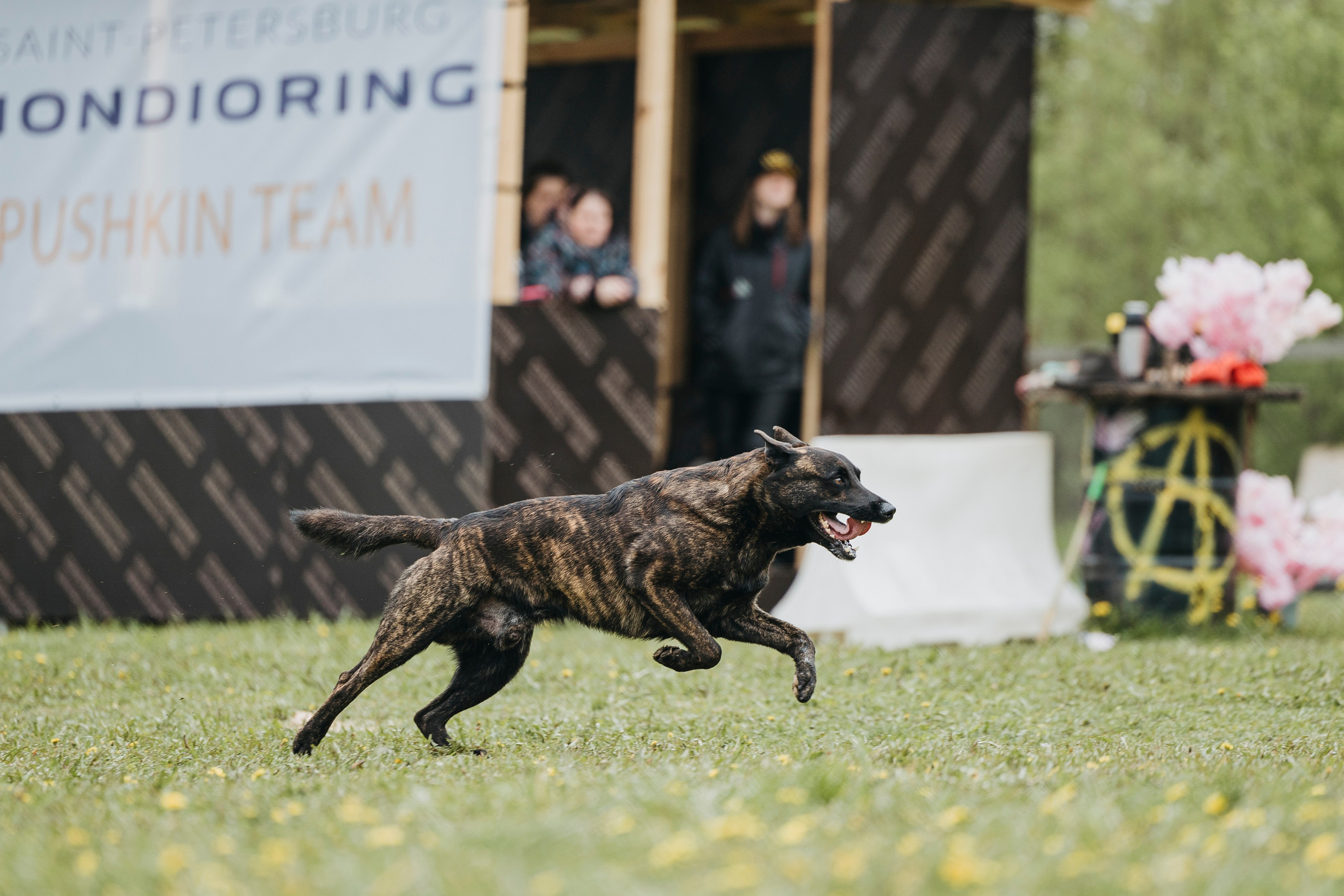 26.05.25 г. Пушкин квалификационные соревнования. Фотограф-анималист Анна Маринич