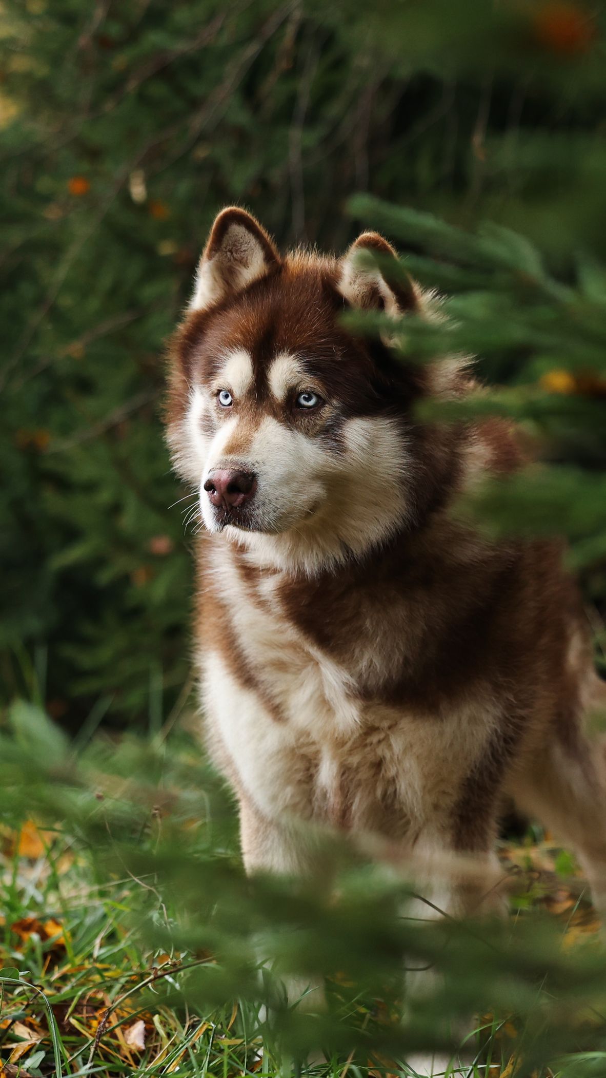Новогодние питомцы. Художник Варвара Форс