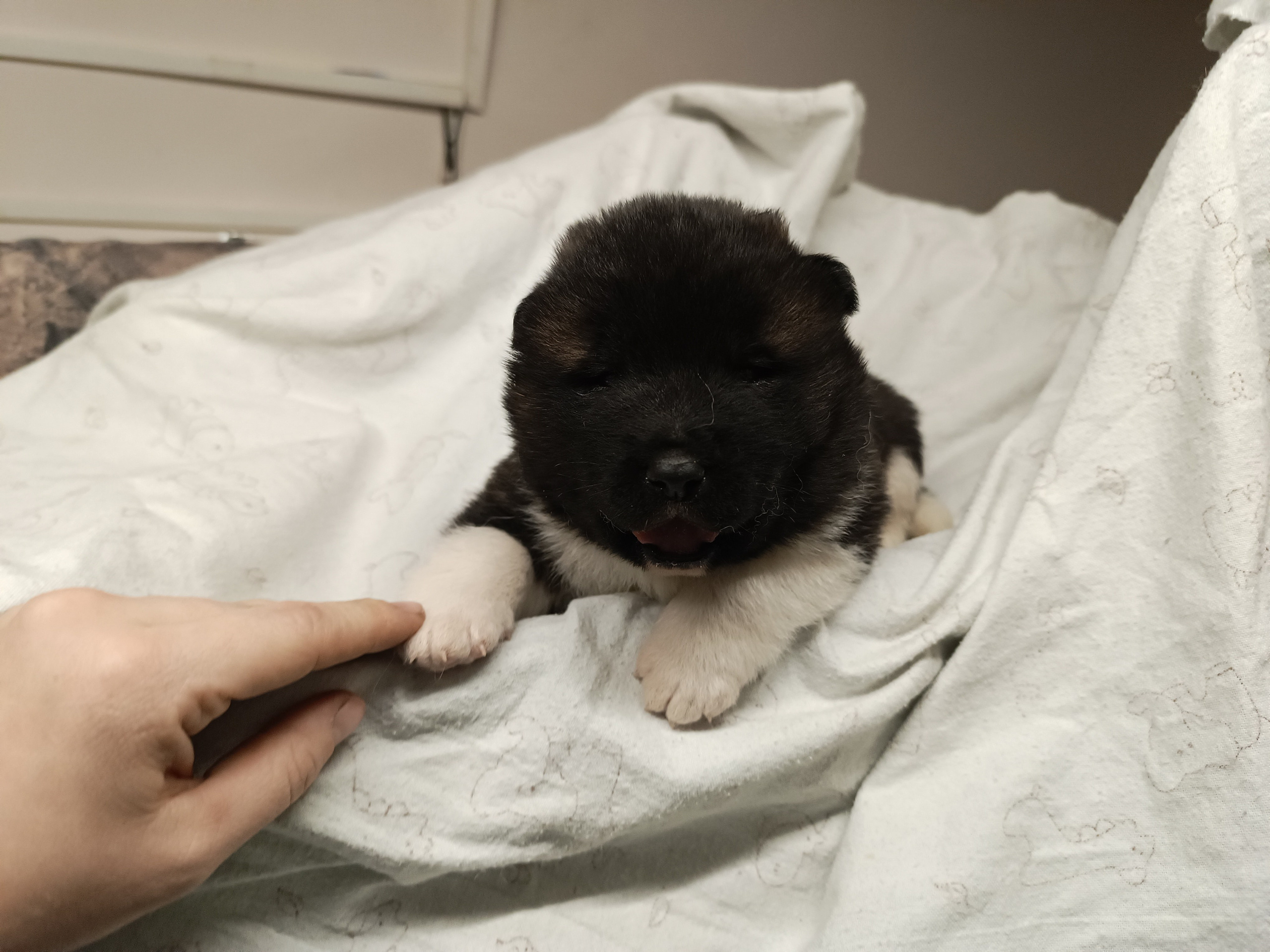 Американская акита  щенки питомник Санкт-Петербург клубные щенки Американская акита питомник RUBYLIGHT Рубилайт купить щенка американской акиты