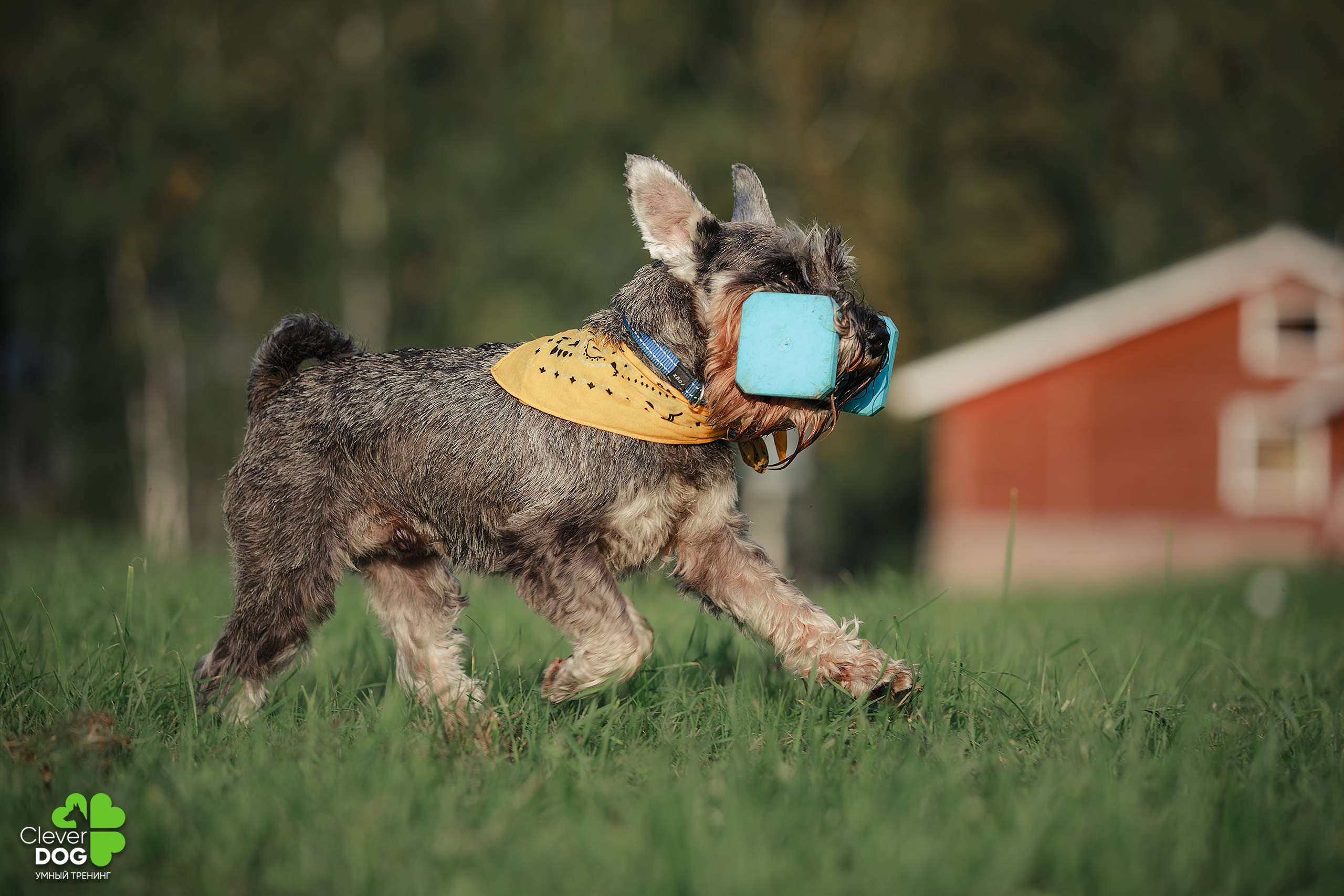 Кинологический лагерь CleverDog, 2024. Фотограф-анималист Mary Mart — Москва, Питер