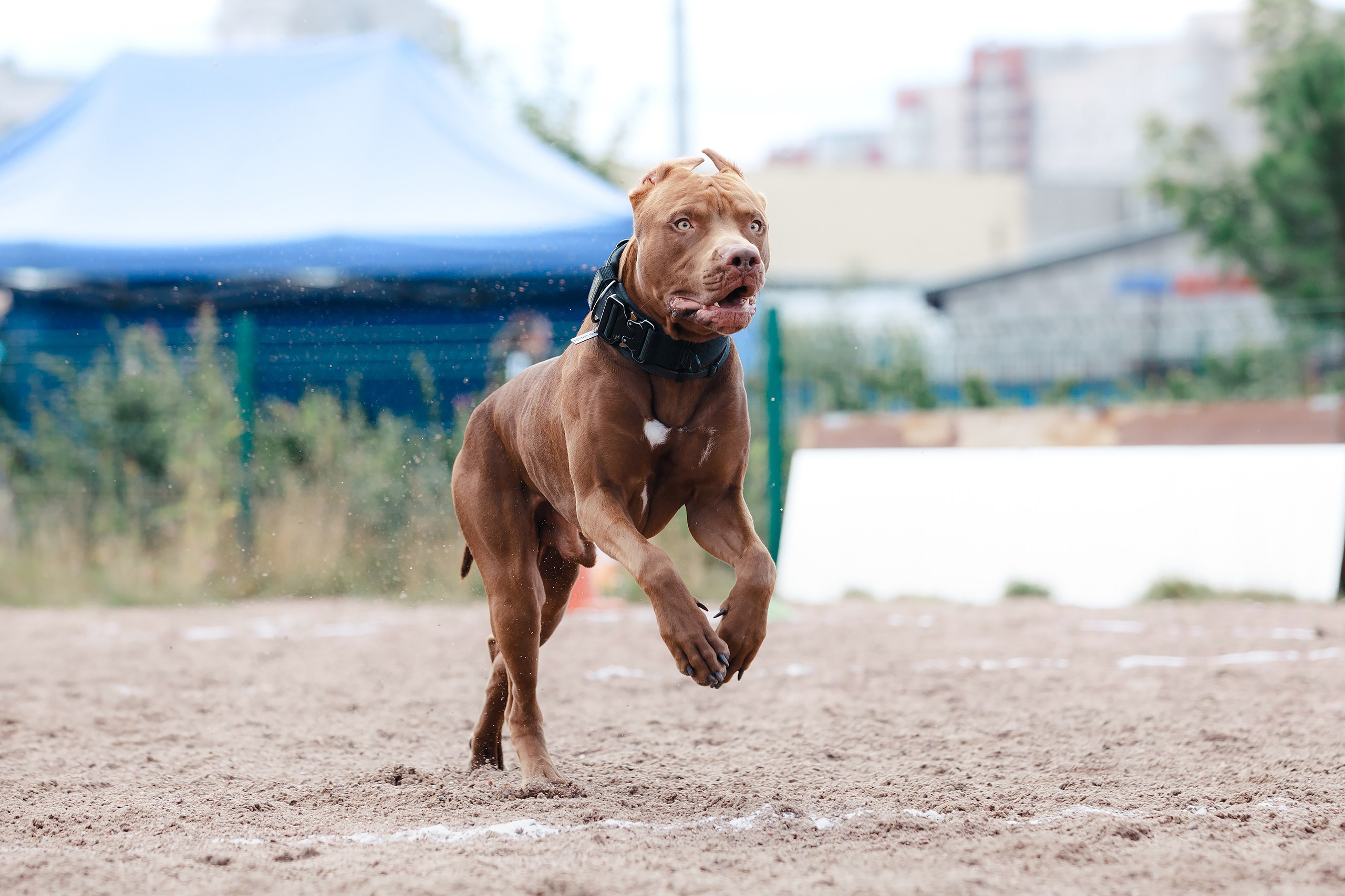 Питч&Гоу + веселые старты. Фотограф-анималист Mary Mart — Москва, Питер