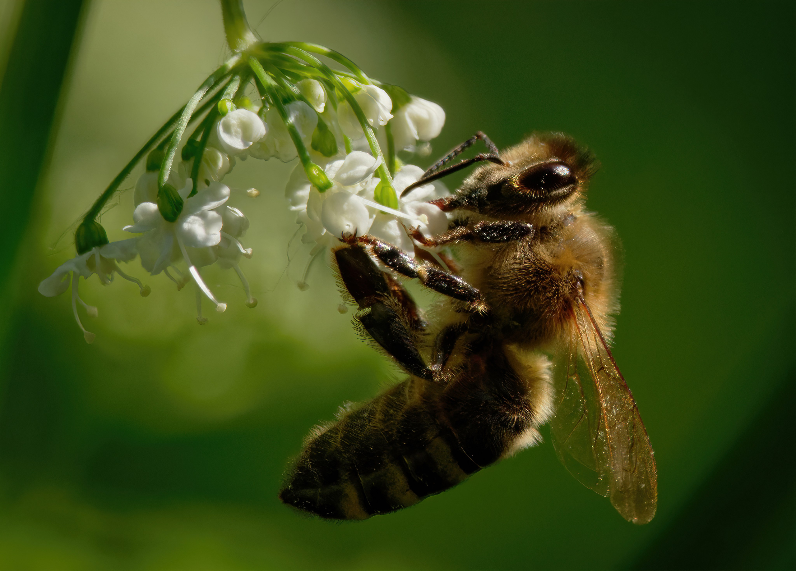 Остальные. Oles Paritskiy