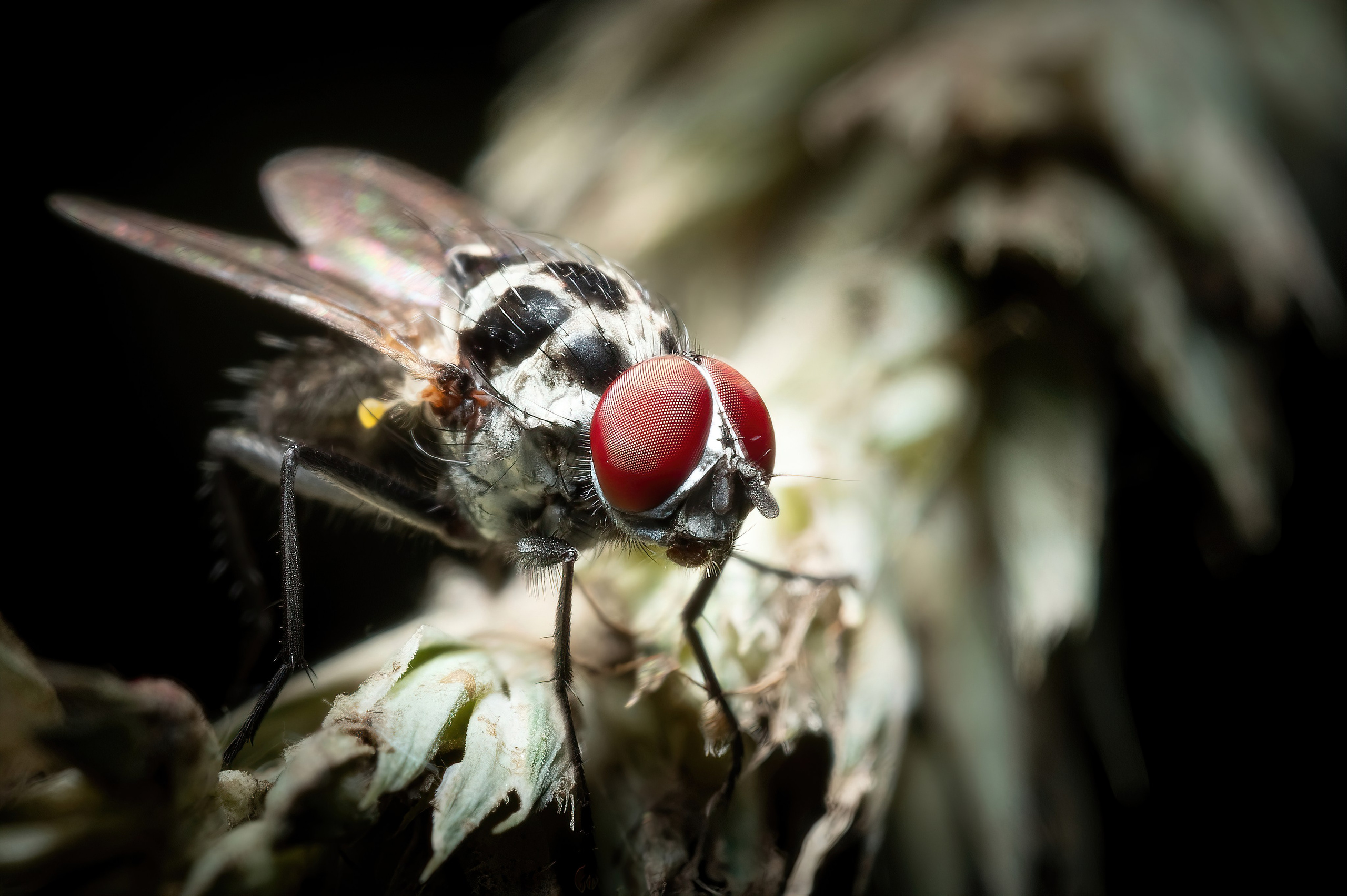 Мухи. Oles Paritskiy