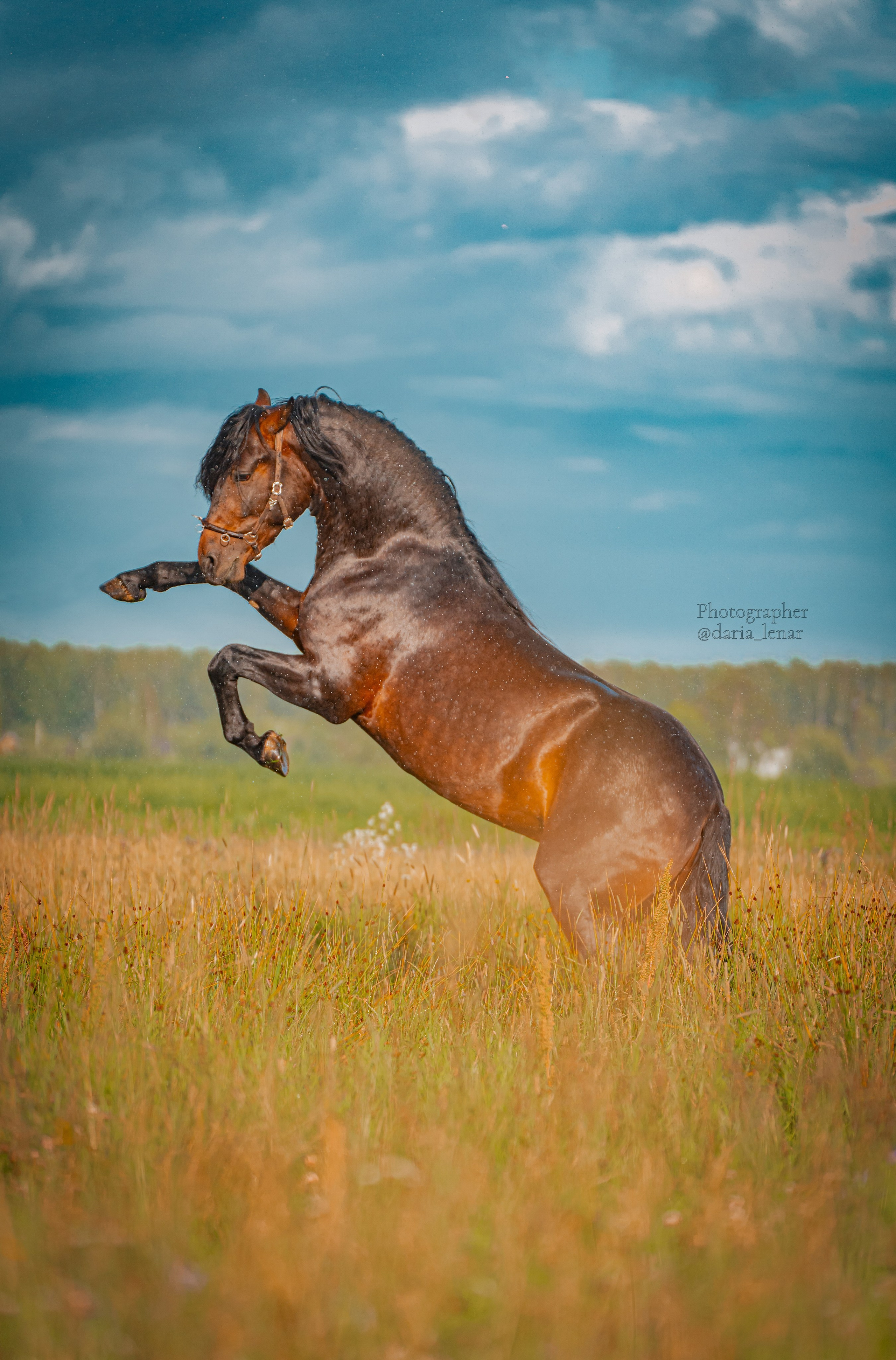 Елизавета и её конь Чеширский кот. Фотограф в Москве Ленарская Дарья
