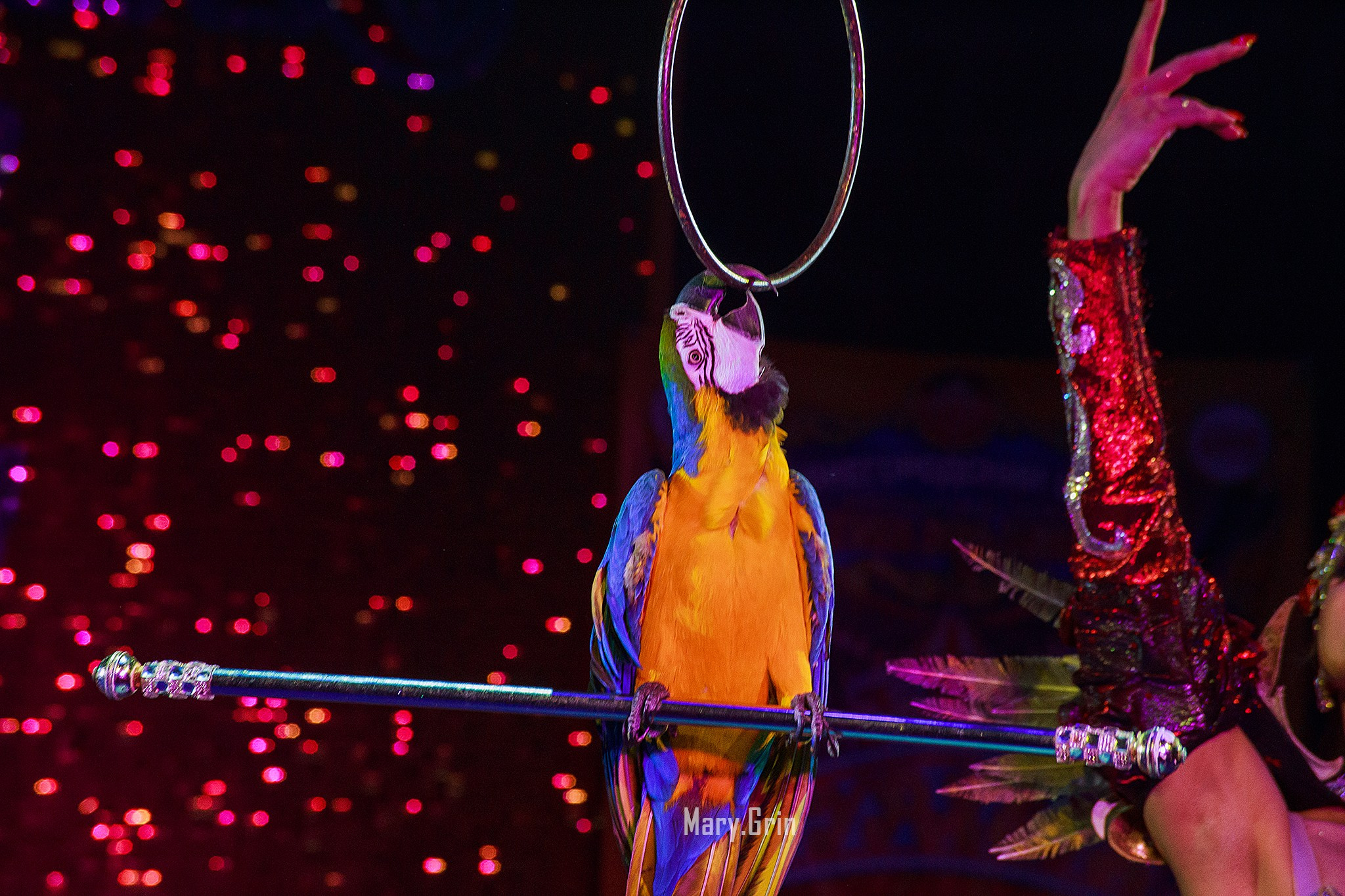 Цирк Гии Эрадзе. Детский и семейный фотограф, фотограф мероприятий Нижний Новгород