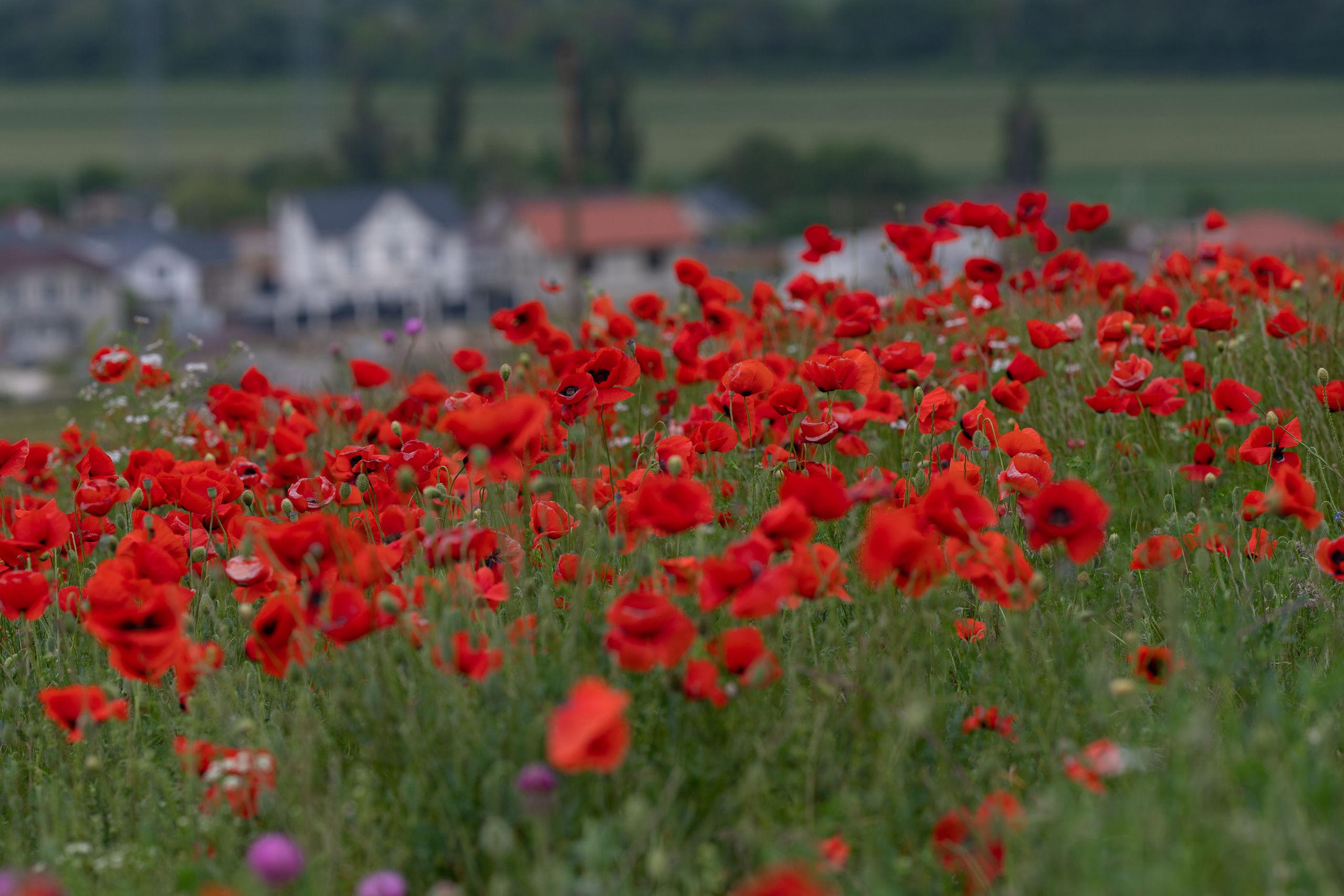 Что цветет в Крыму зимой, весной, летом и осенью. Семейный фотограф в Севастополе и Крыму Александра Погребняк