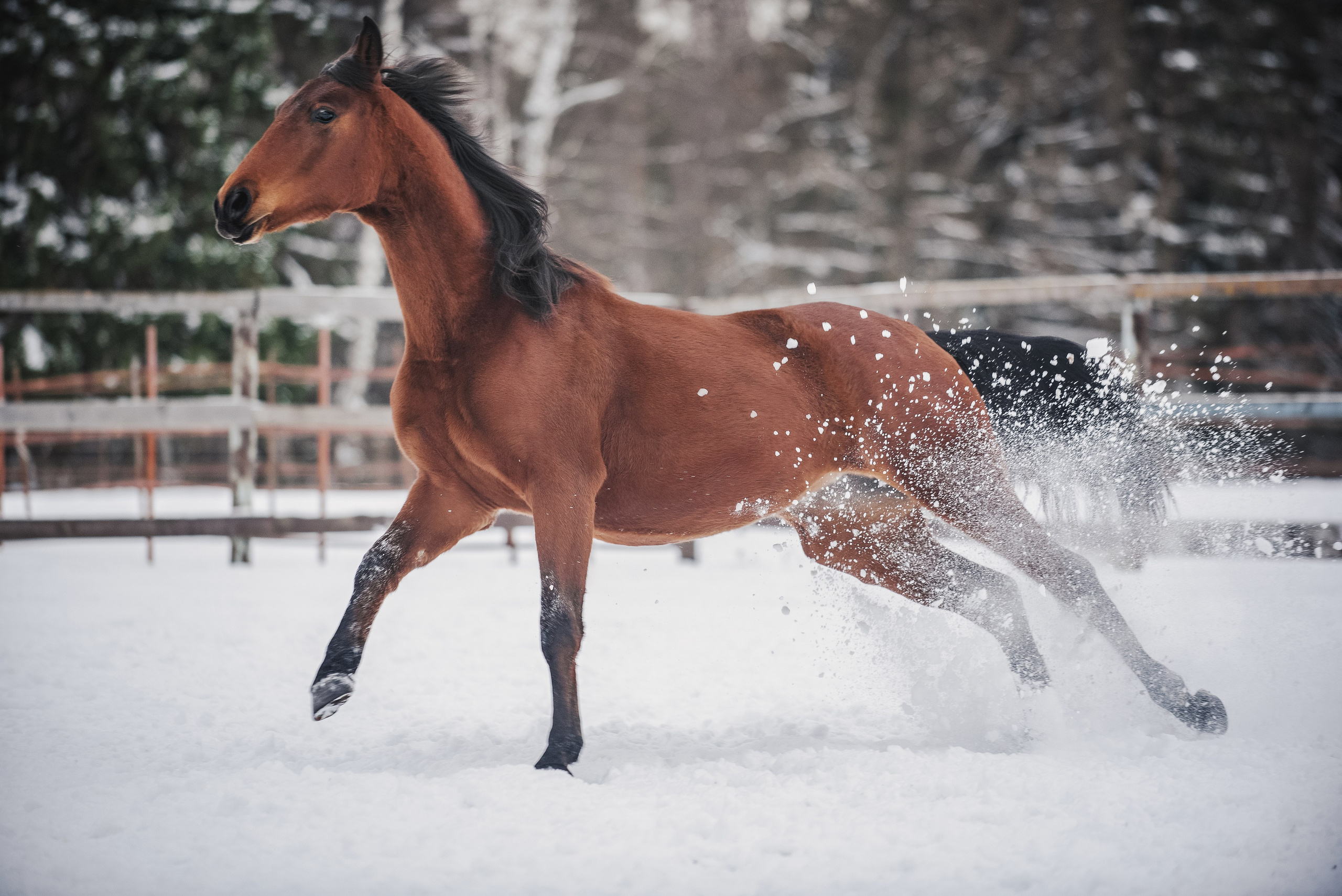 Дестини. Куракина Дарья • Конный фотограф