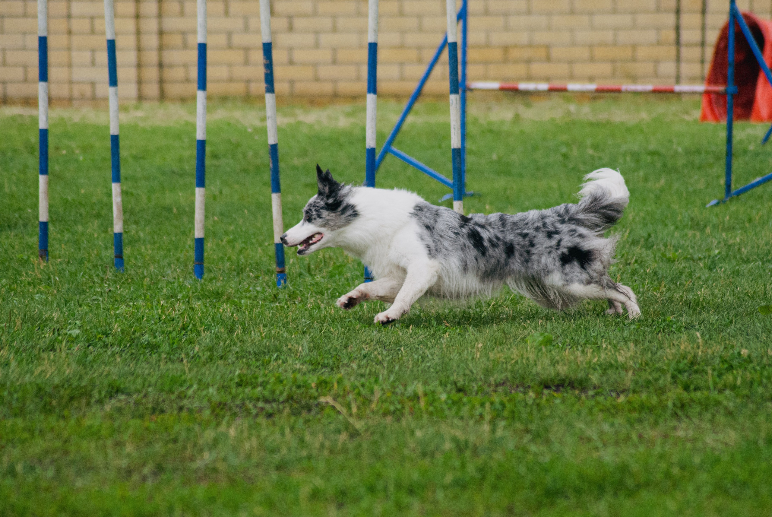 Аджилити. Фотограф в Тюмени Лизавета Сапицкая