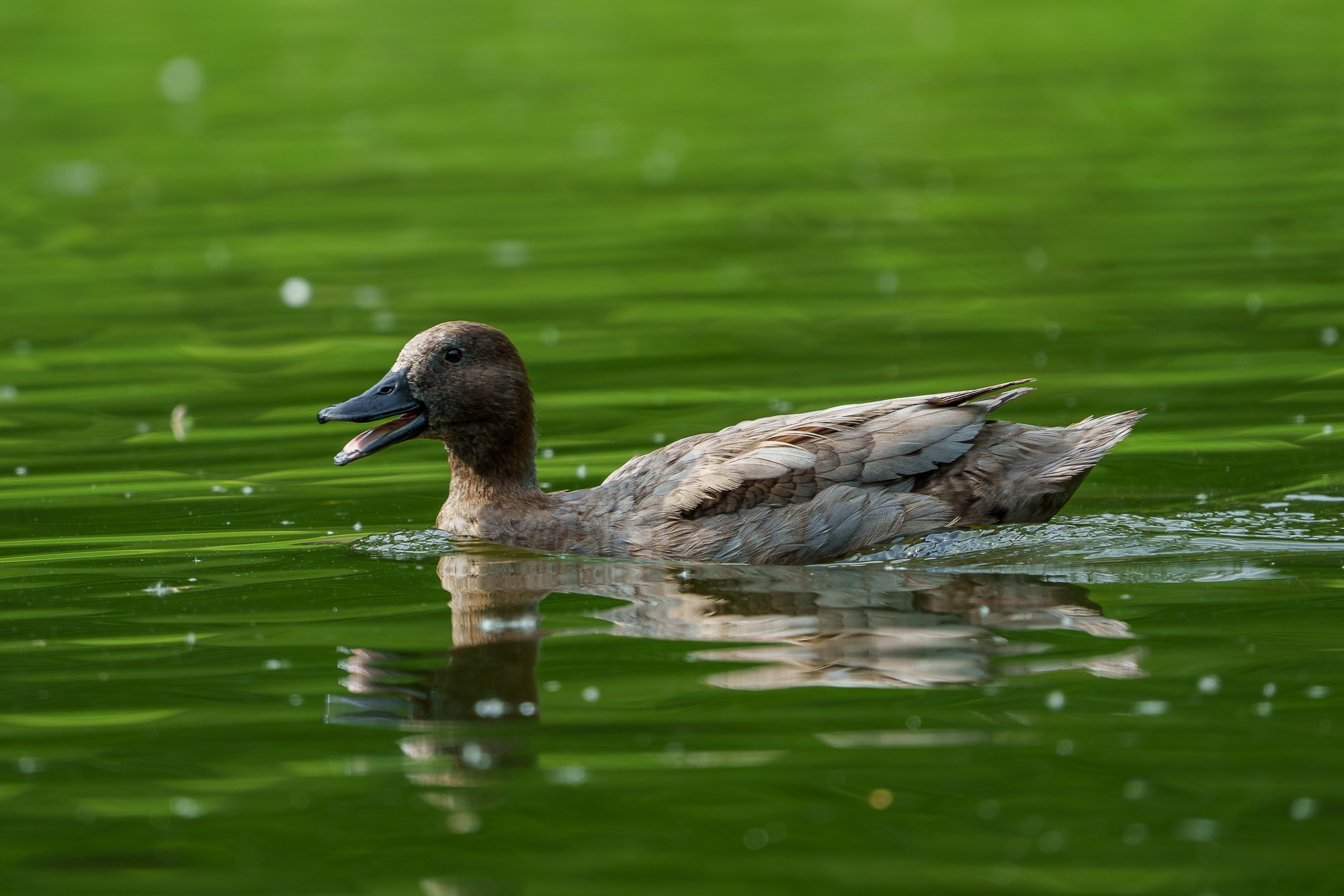 Удивительные мир птиц. Вокруг нас столько прекрасного — присмотритесь!. Ваш личный фотограф Марина Волкова