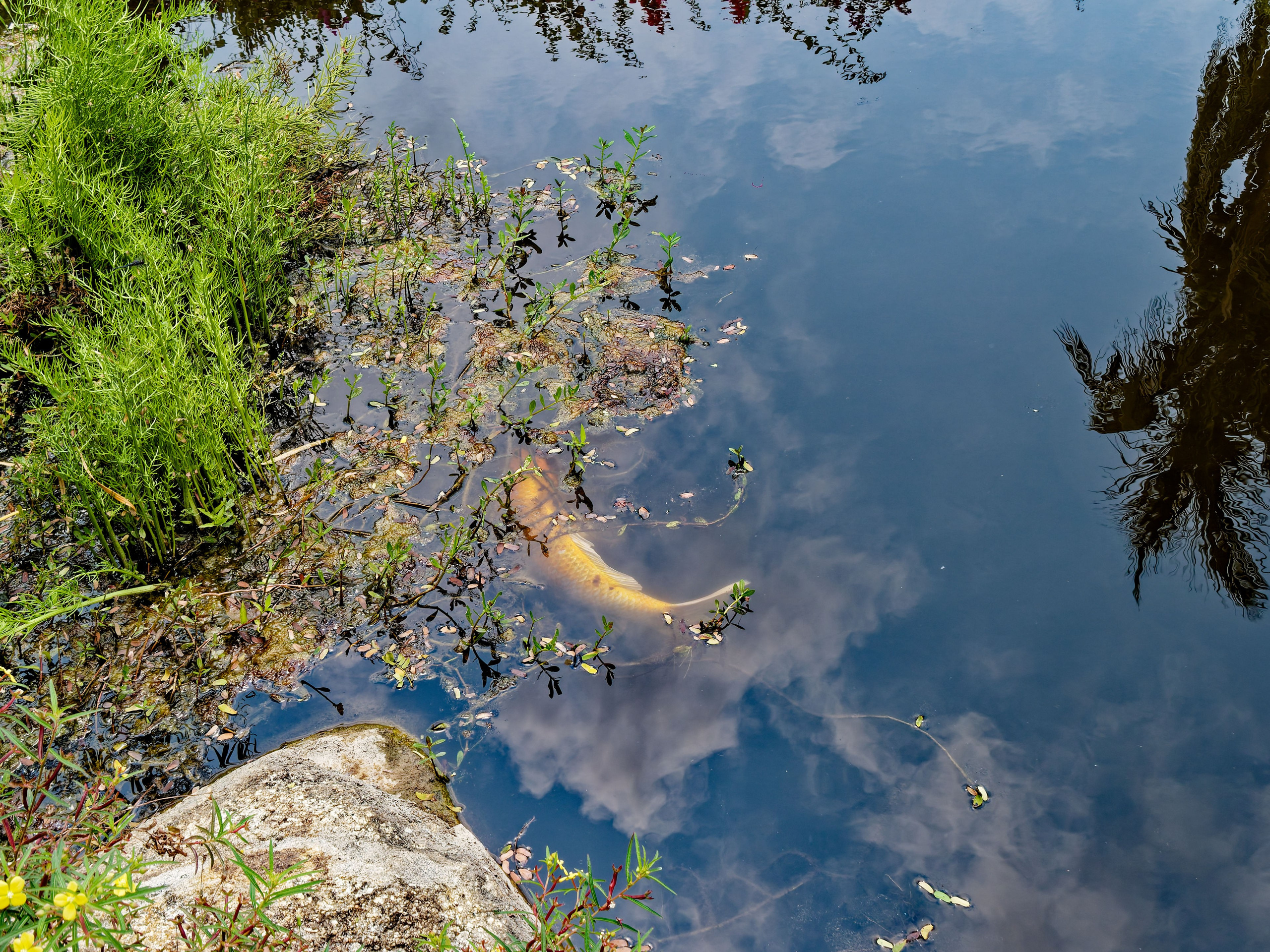 Хайнань 2026, Золотые рыбки в реке отеля. Фотопрогулки по Миру